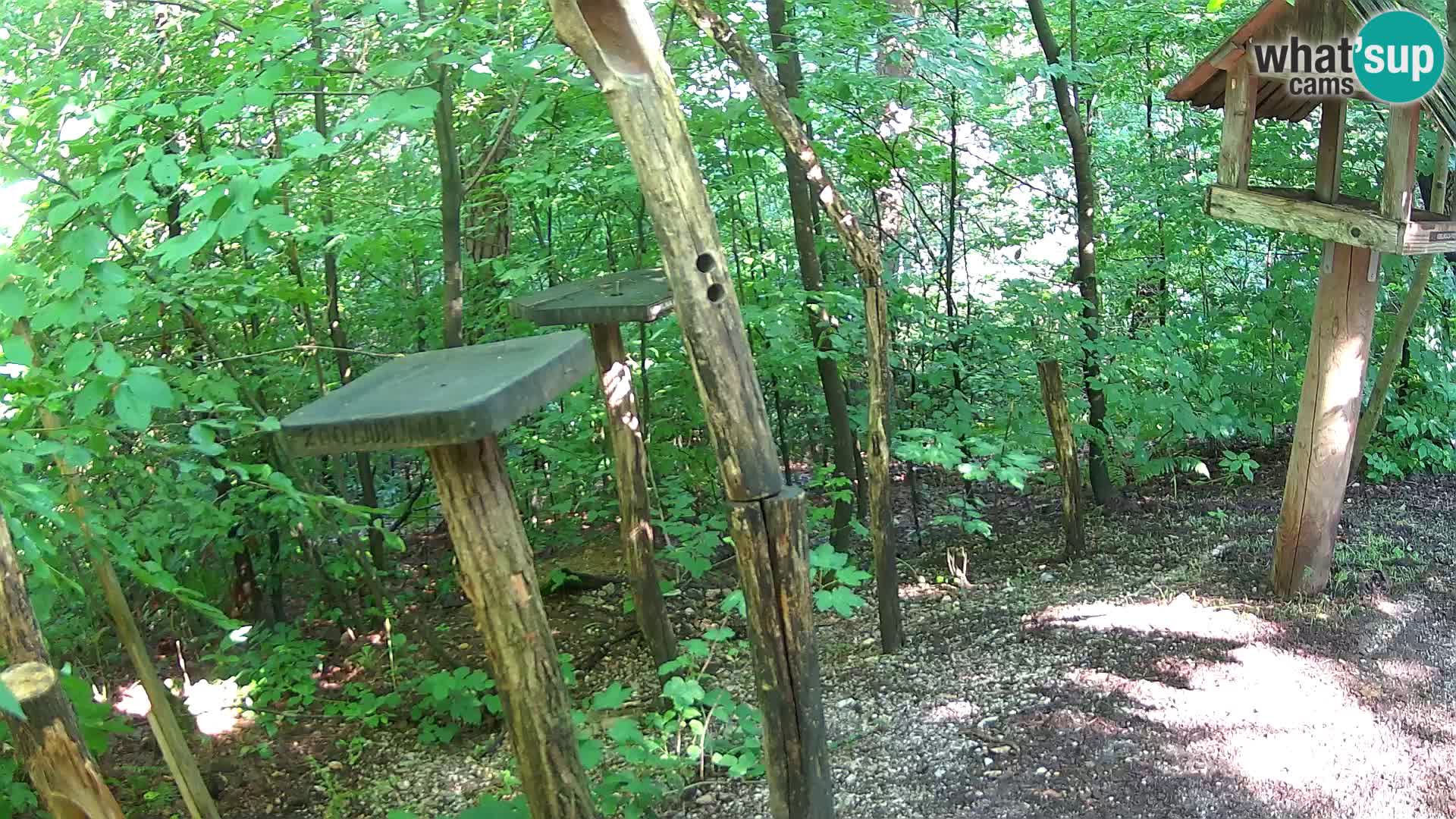 Krmilnice za ptiče v ZOO Ljubljana spletna kamera