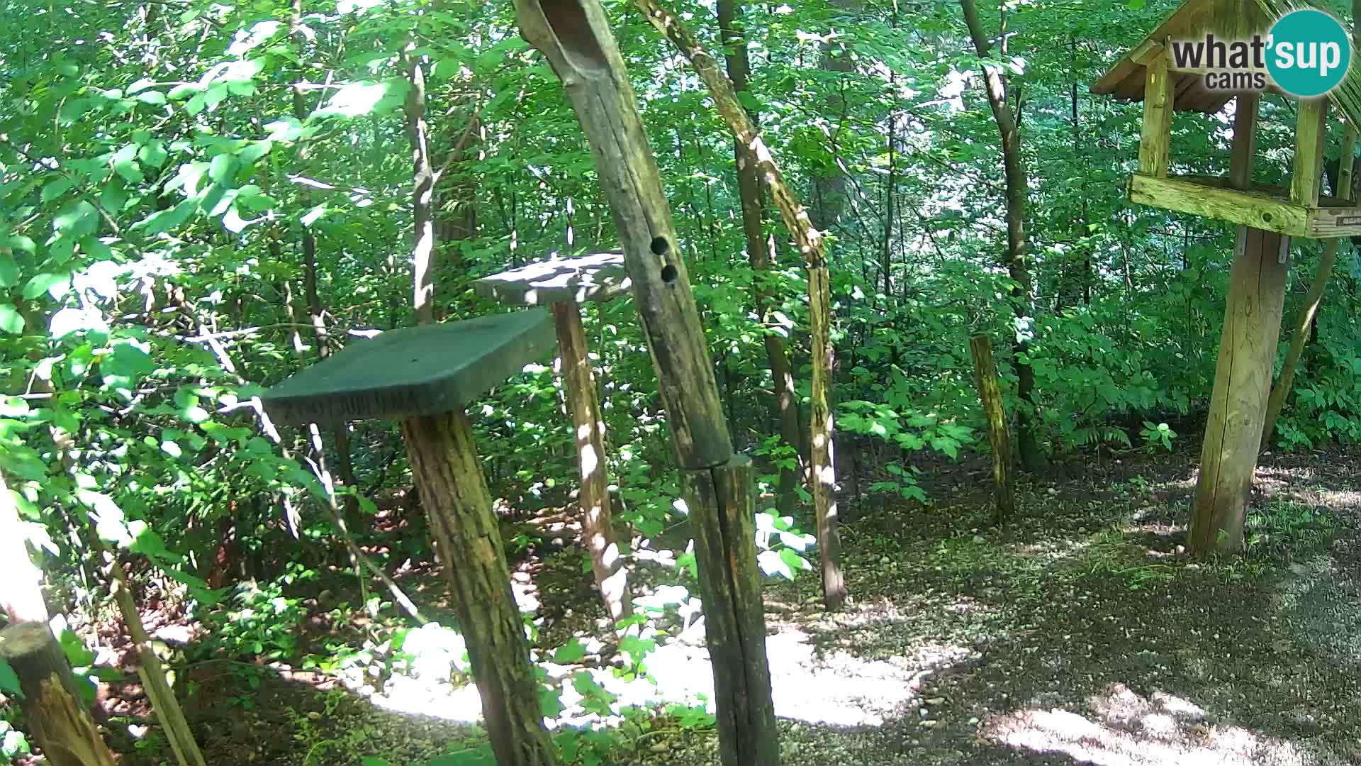 Mangeoires pour oiseaux au ZOO live webcam Ljubljana