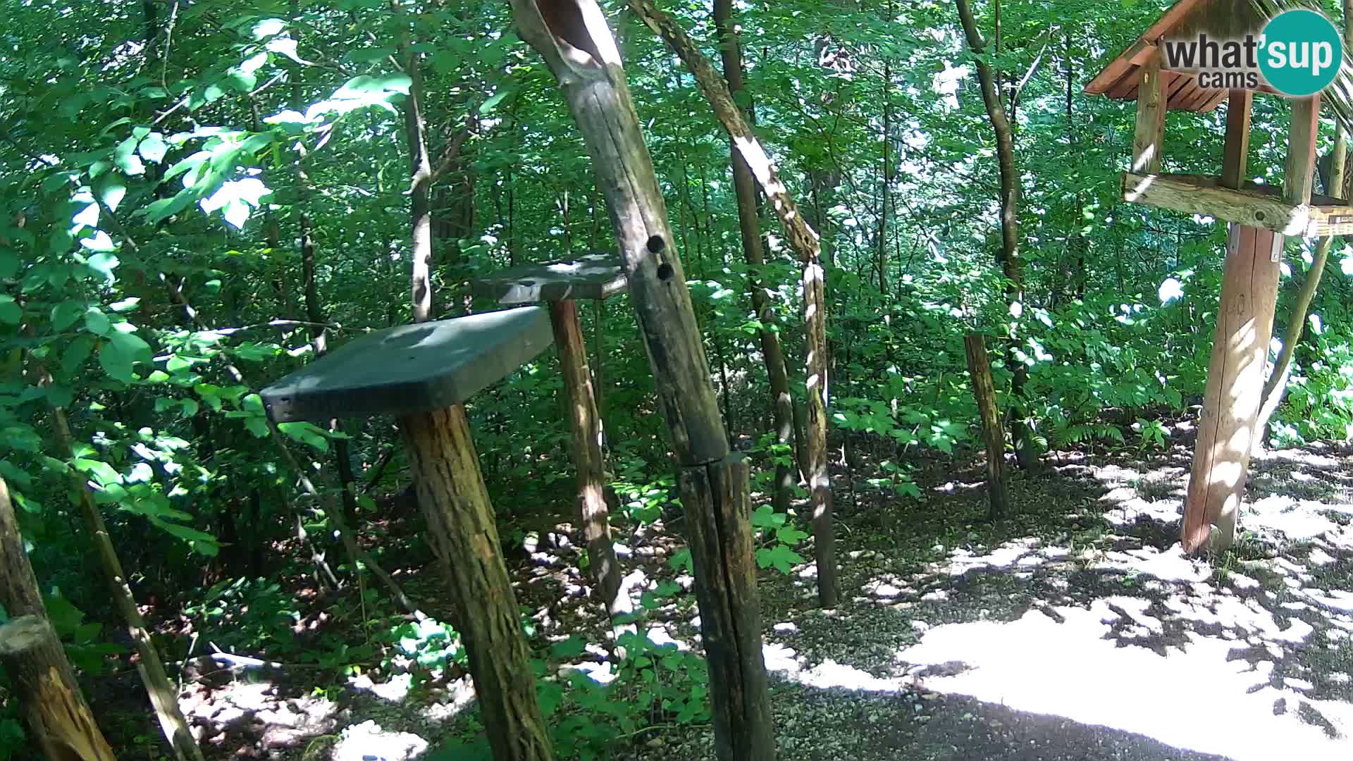 Vogelfutterhäuschen im ZOO webcam Ljubljana