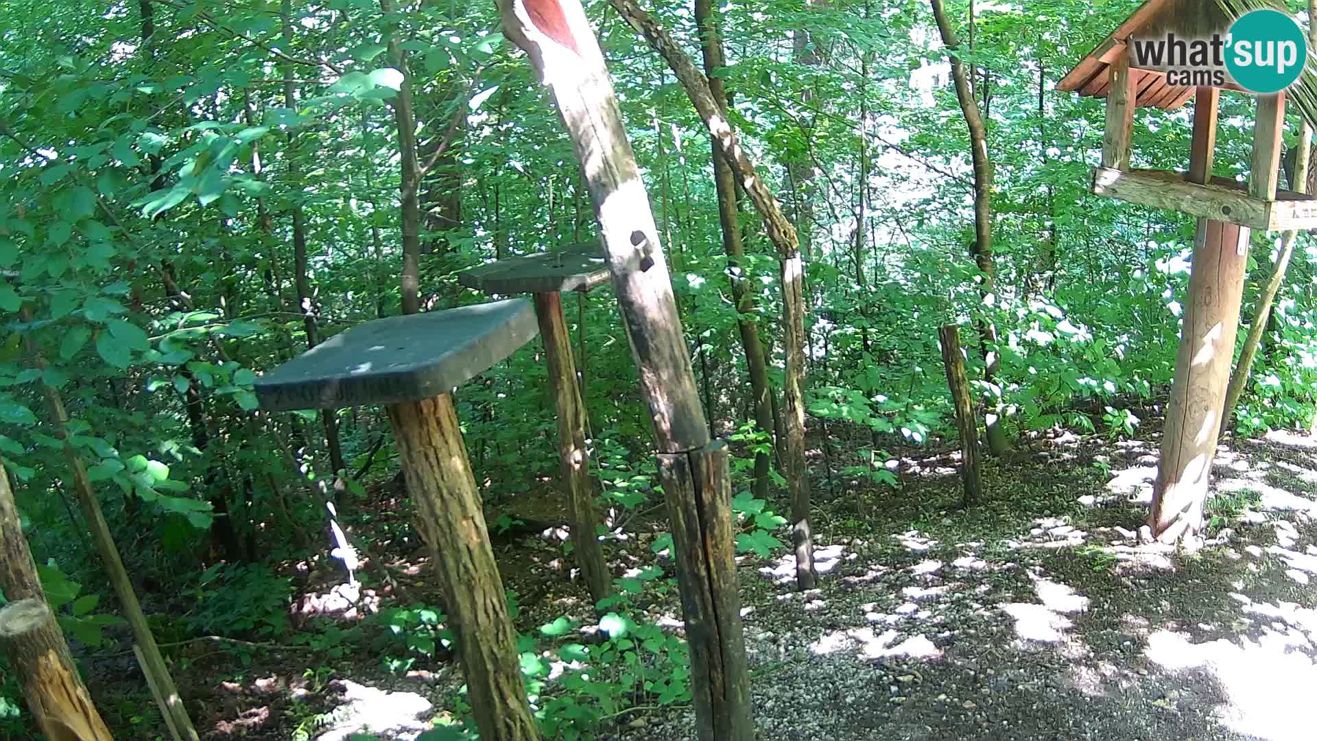 Mangeoires pour oiseaux au ZOO live webcam Ljubljana