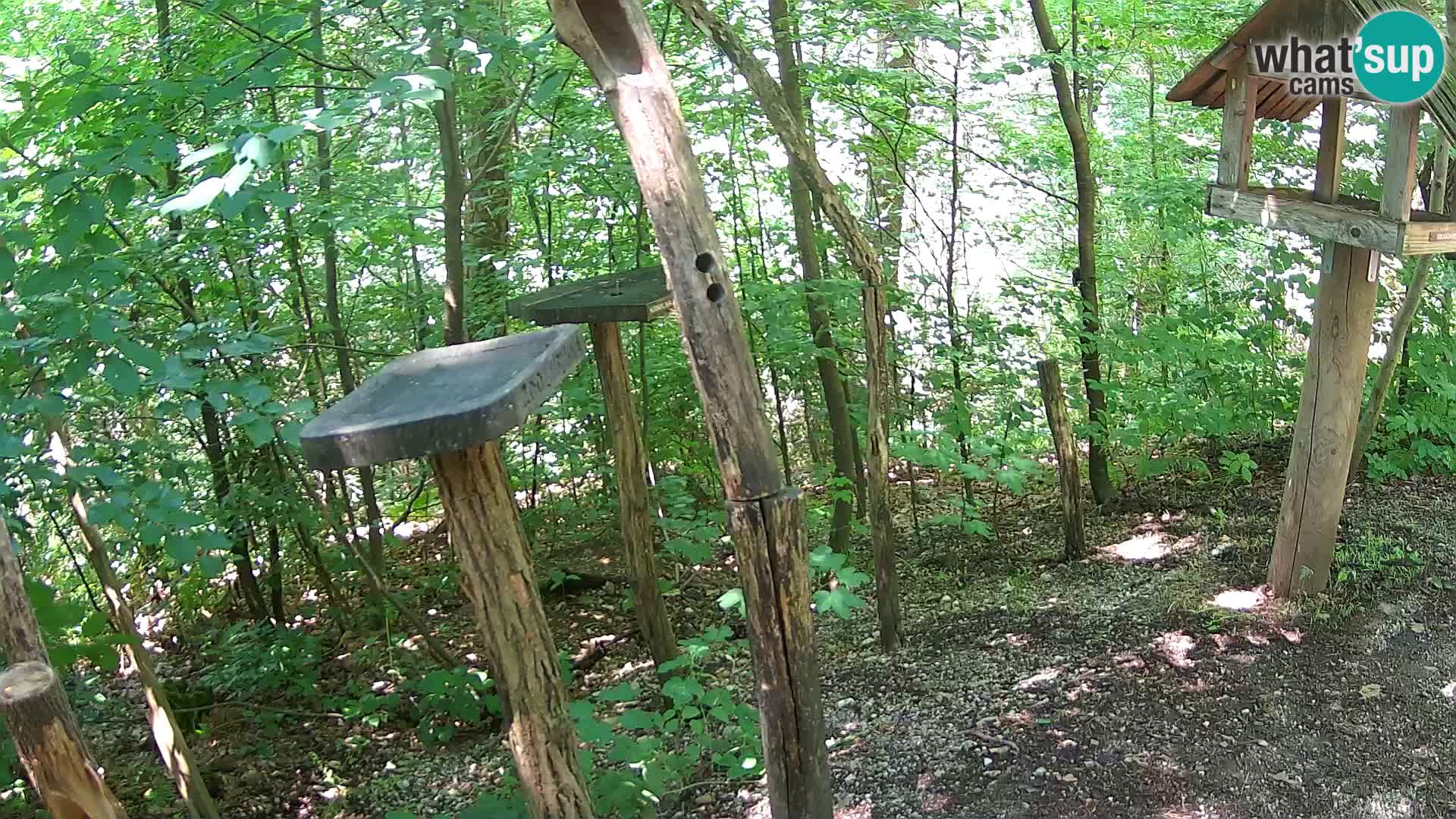 Mangeoires pour oiseaux au ZOO live webcam Ljubljana