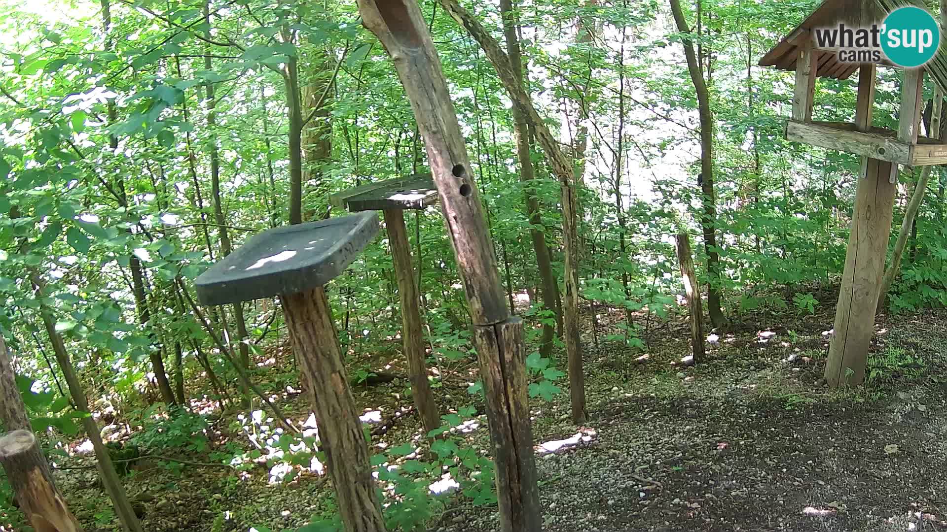 Mangeoires pour oiseaux au ZOO live webcam Ljubljana