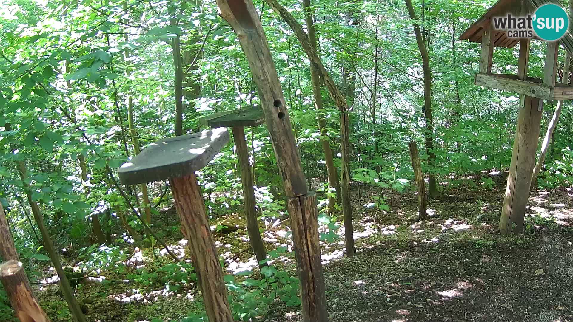 Mangeoires pour oiseaux au ZOO live webcam Ljubljana
