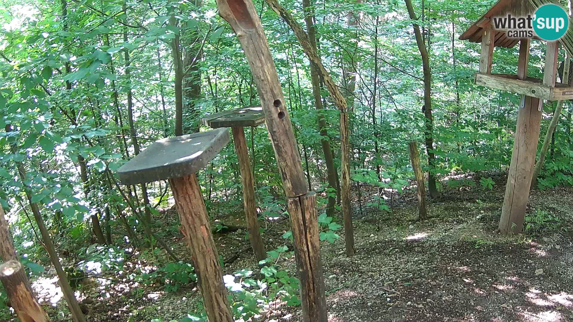 Mangiatoie per uccelli allo ZOO di Lubiana livecam