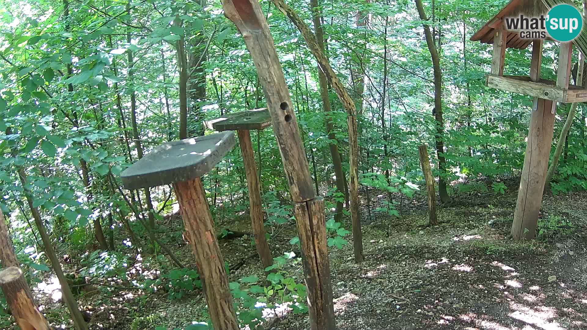 Mangeoires pour oiseaux au ZOO live webcam Ljubljana