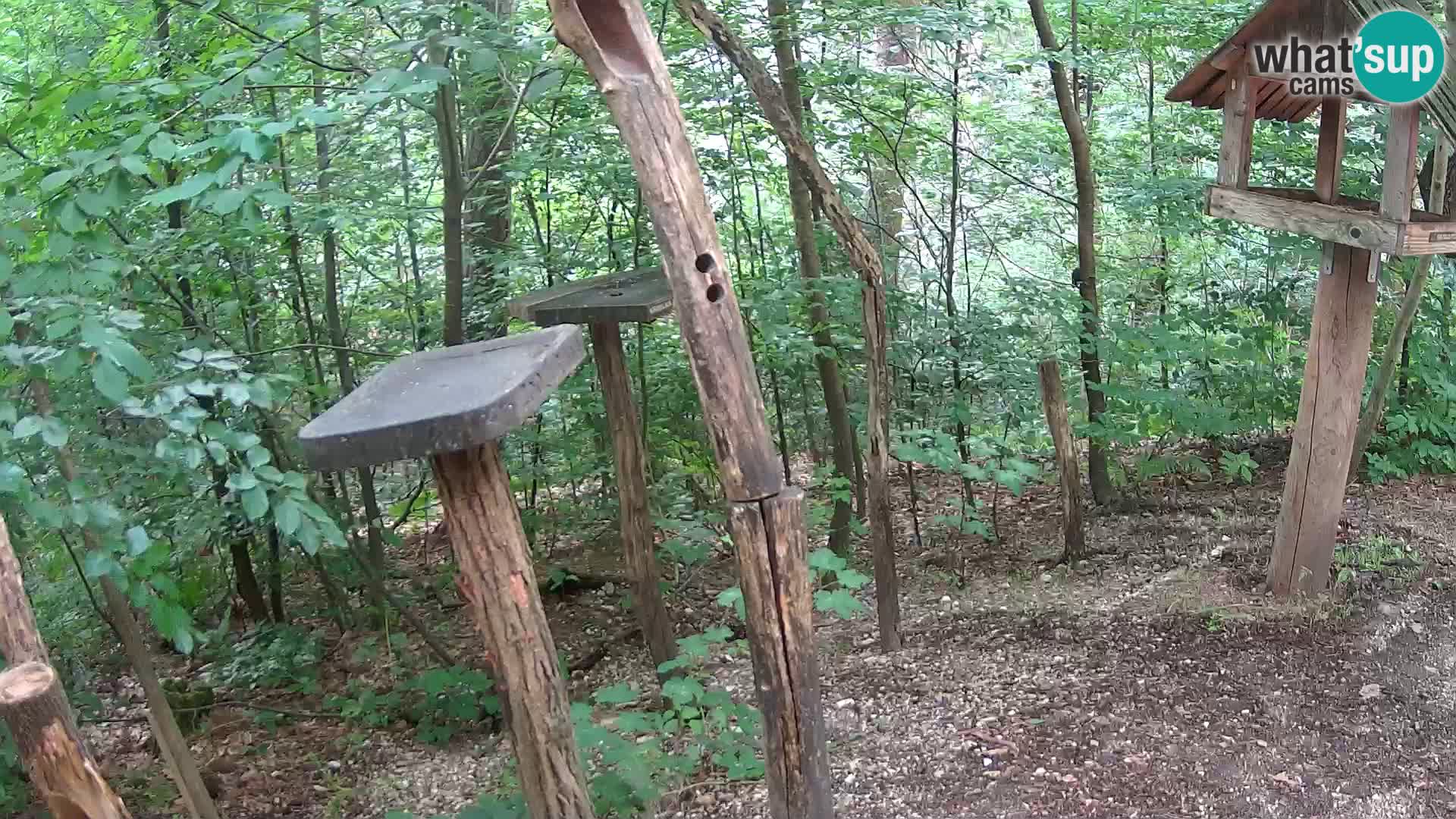 Mangeoires pour oiseaux au ZOO live webcam Ljubljana