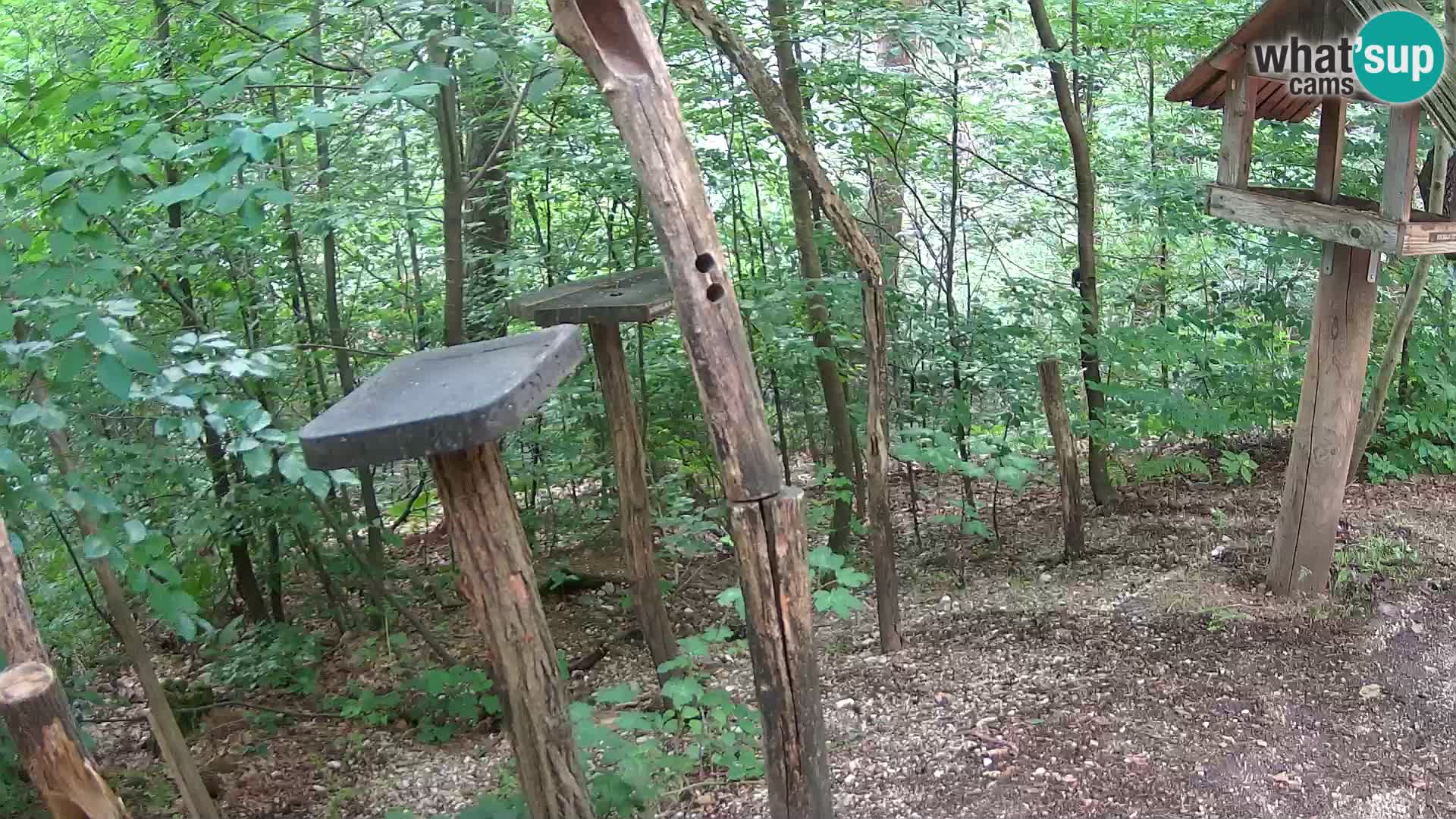 Hranilice za ptice u ZOO web kamera Ljubljana