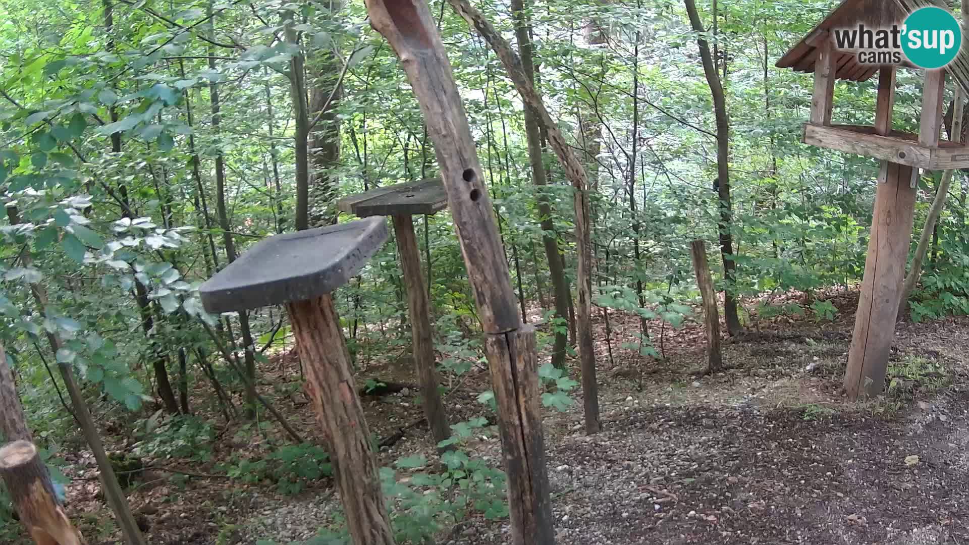 Mangeoires pour oiseaux au ZOO live webcam Ljubljana