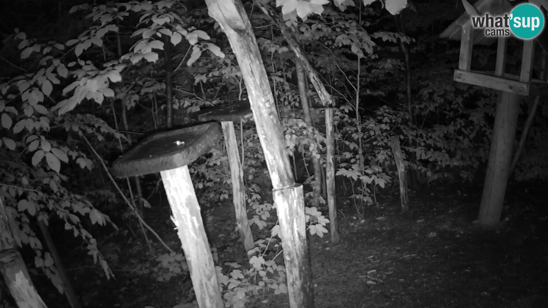 Hranilice za ptice u ZOO web kamera Ljubljana