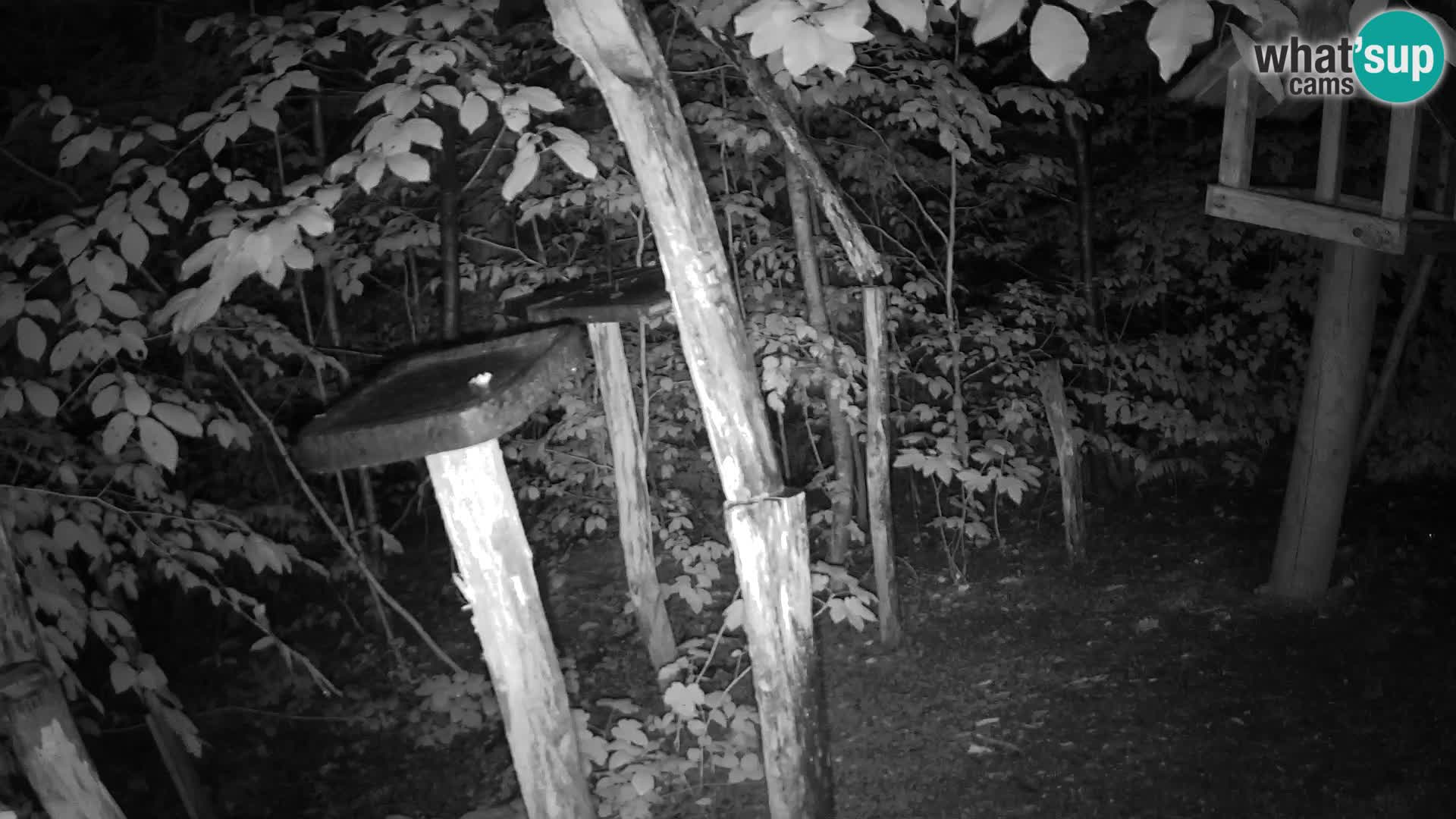 Mangeoires pour oiseaux au ZOO live webcam Ljubljana