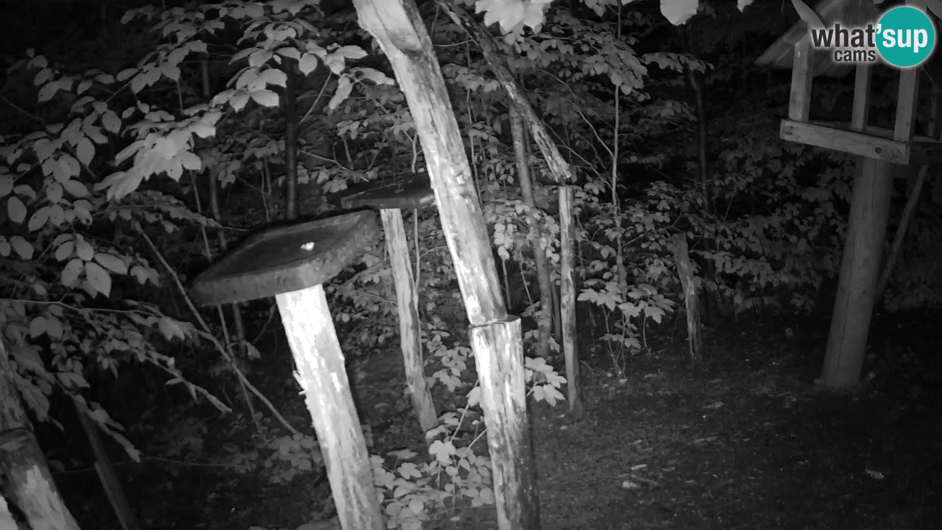 Mangeoires pour oiseaux au ZOO live webcam Ljubljana