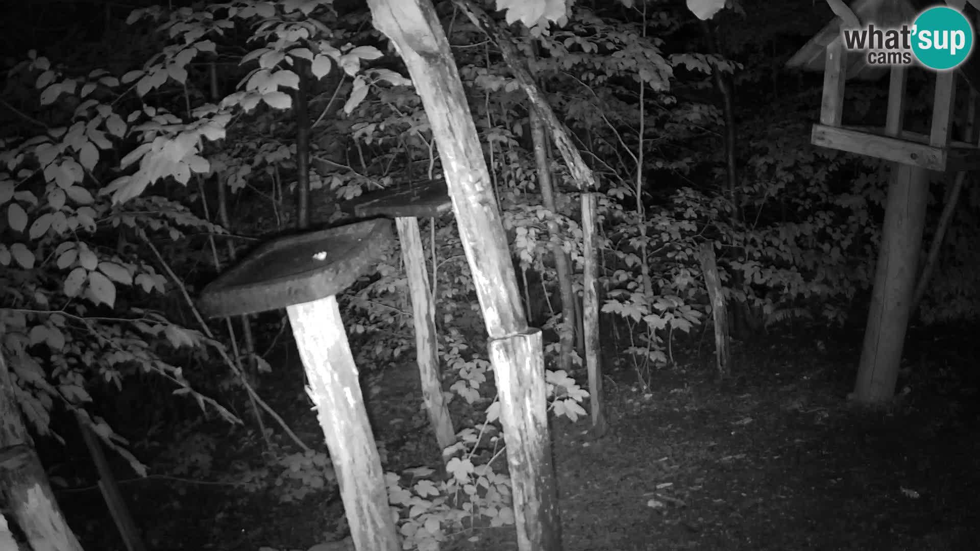 Mangeoires pour oiseaux au ZOO live webcam Ljubljana