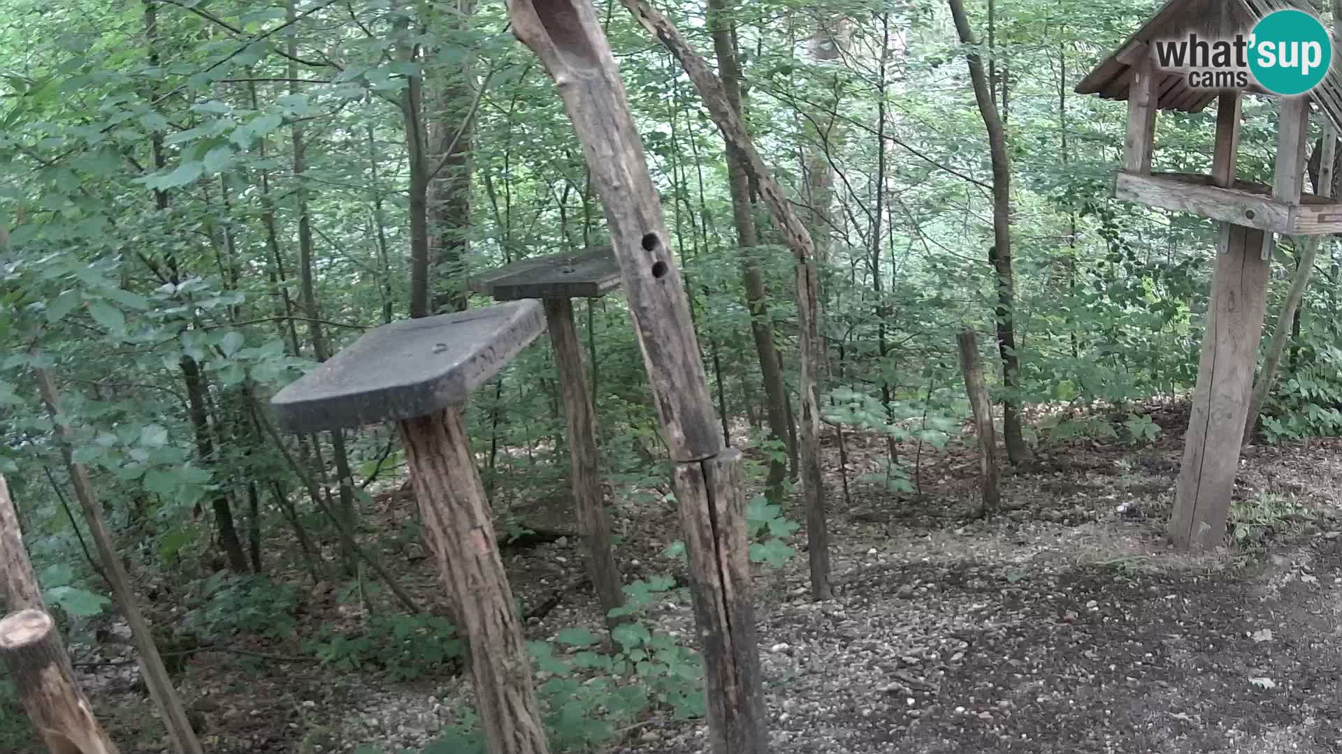 Krmilnice za ptiče v ZOO Ljubljana spletna kamera