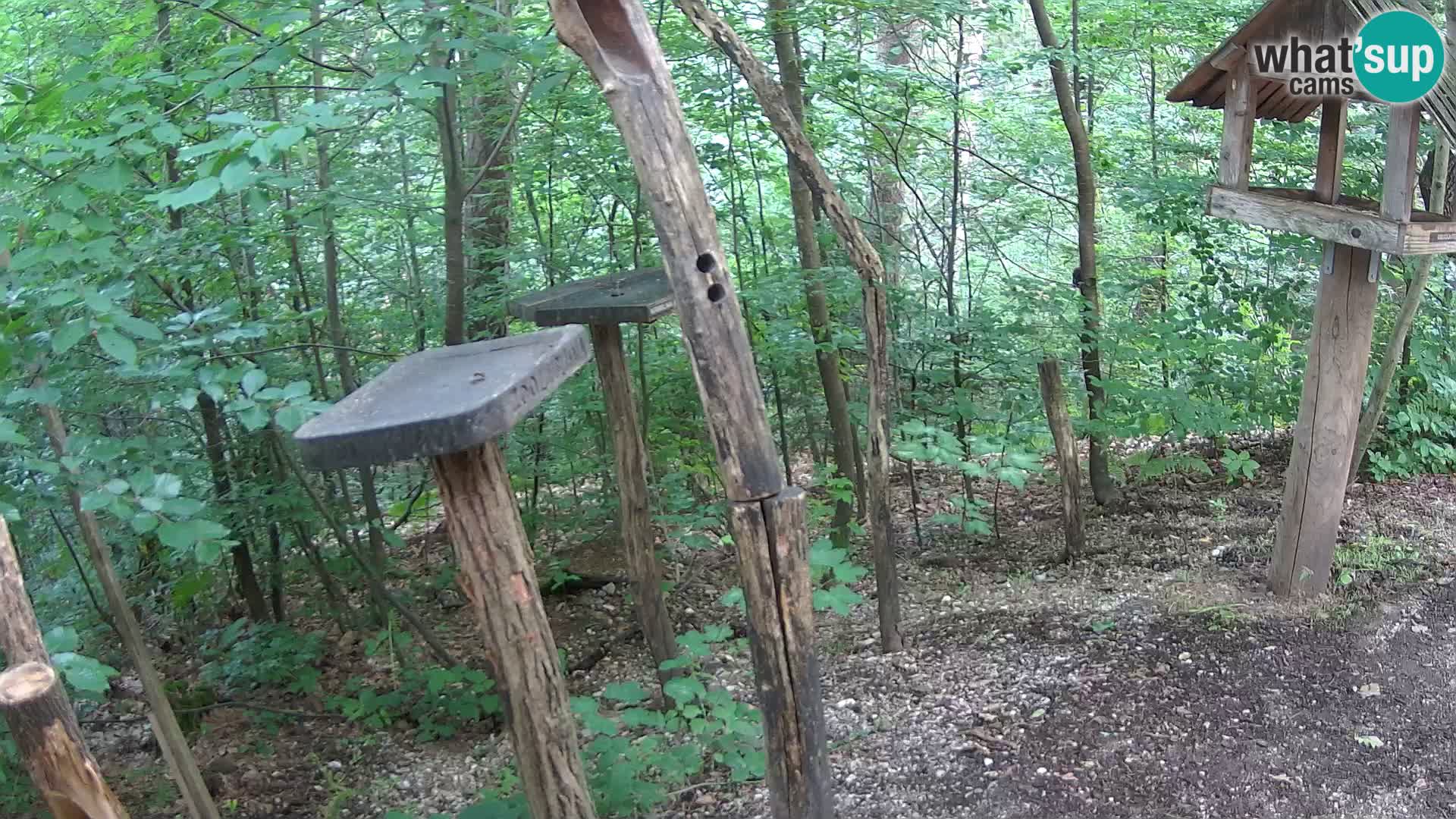 Vogelfutterhäuschen im ZOO webcam Ljubljana