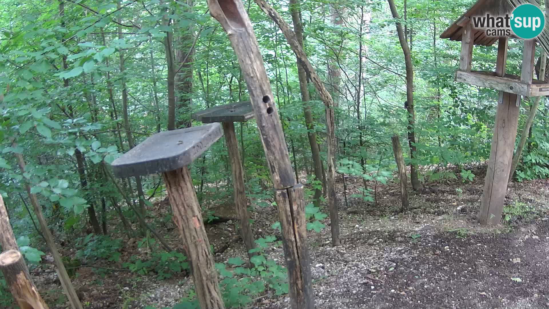 Mangiatoie per uccelli allo ZOO di Lubiana livecam
