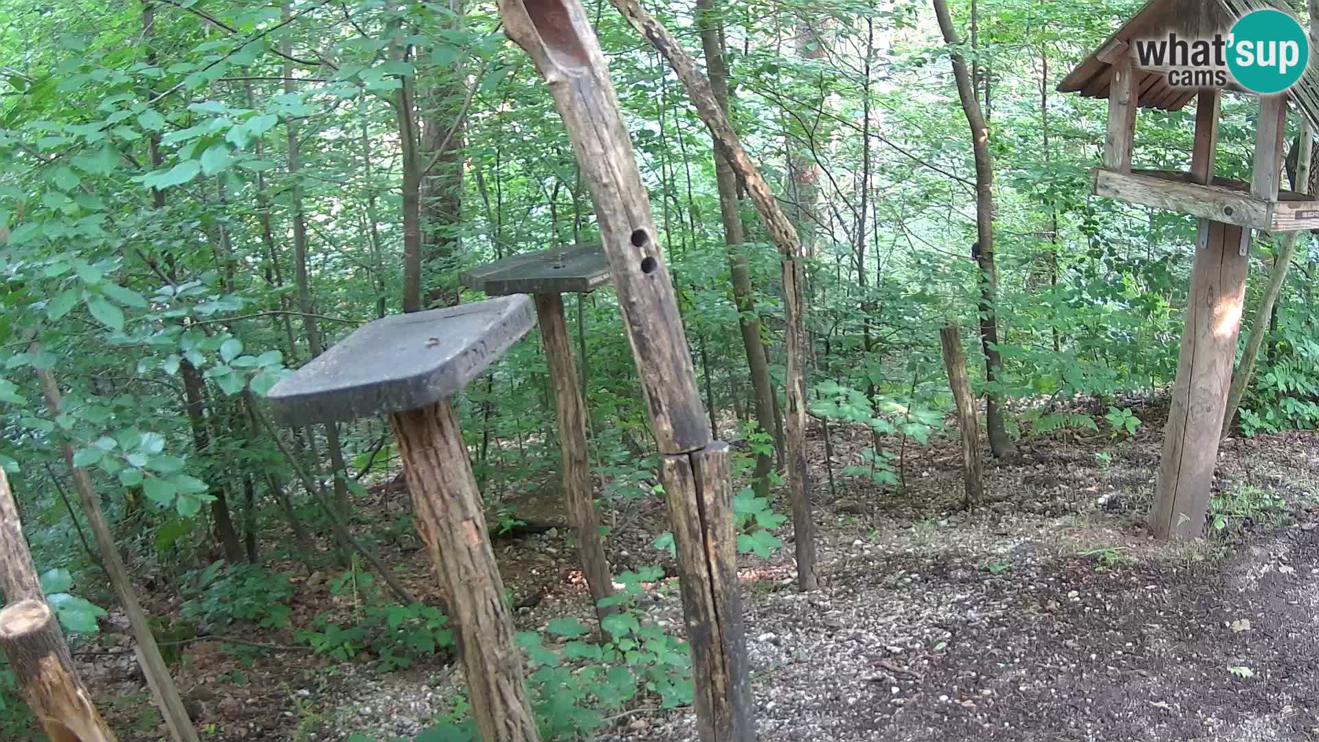 Bird feeders at ZOO Ljubljana webcam