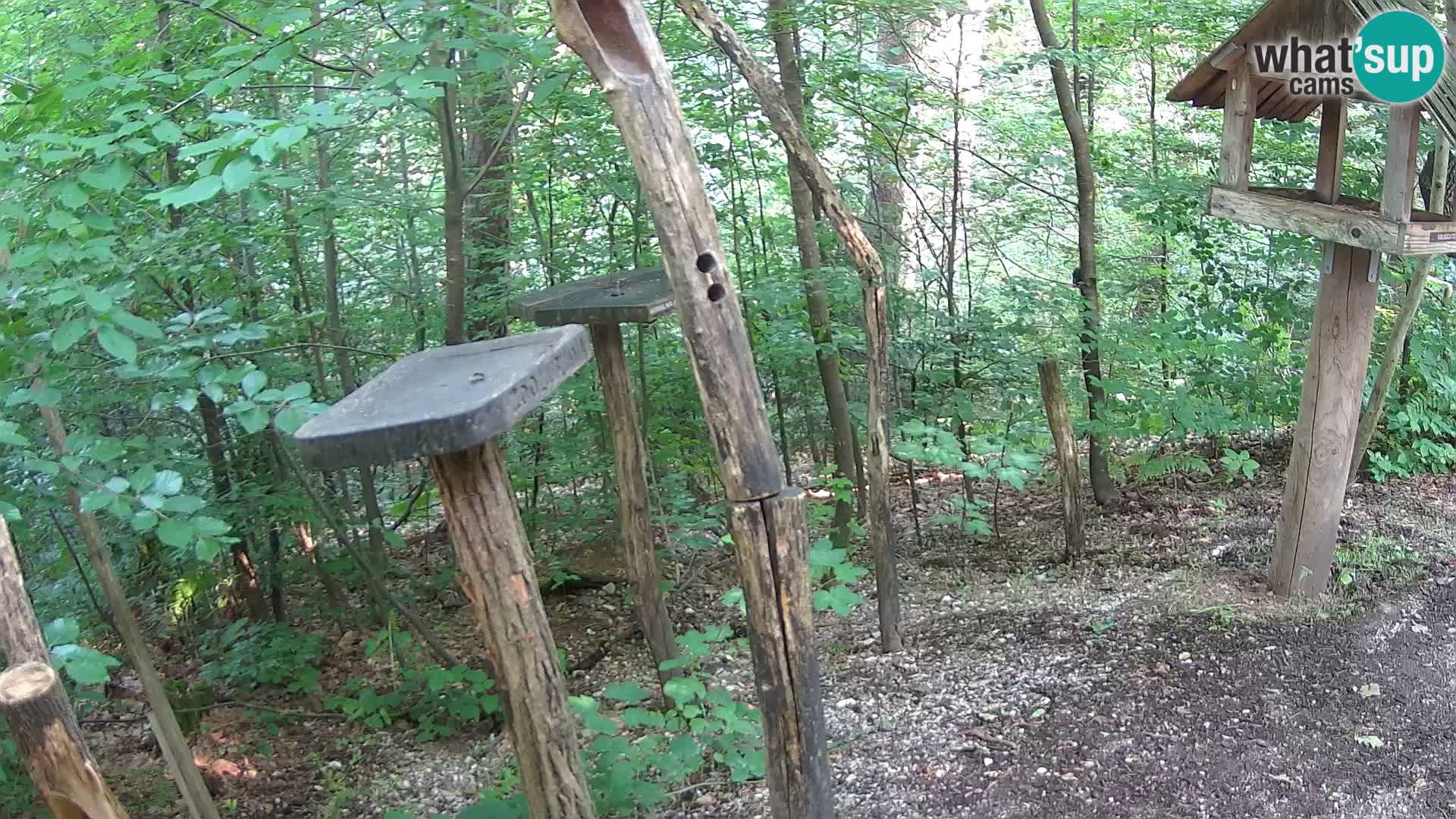 Mangiatoie per uccelli allo ZOO di Lubiana livecam