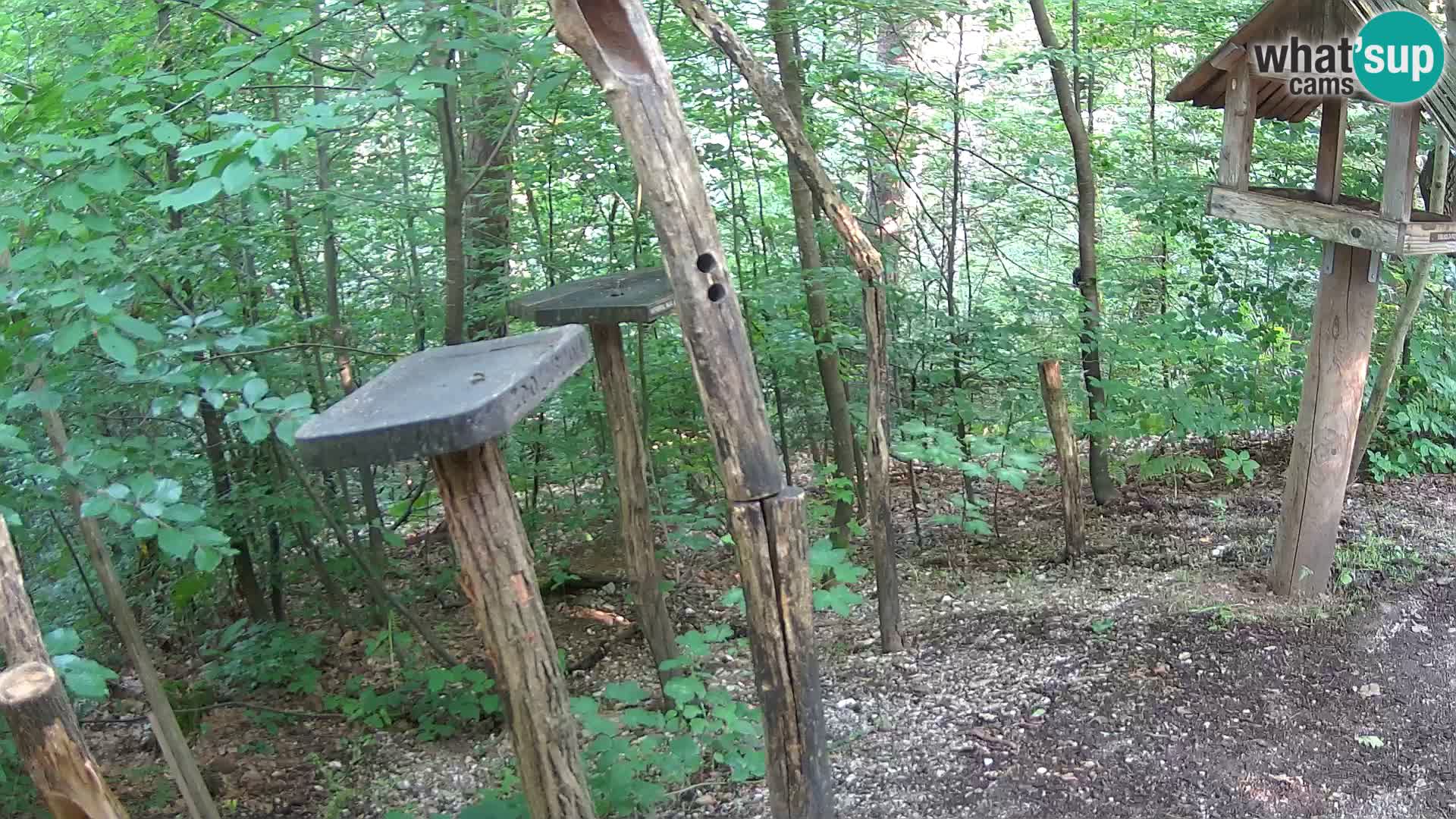 Vogelfutterhäuschen im ZOO webcam Ljubljana
