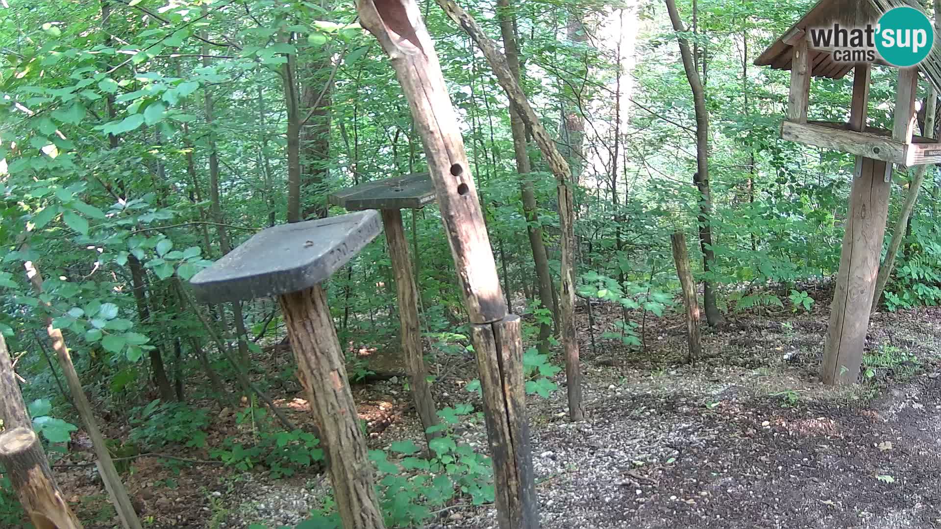Vogelfutterhäuschen im ZOO webcam Ljubljana