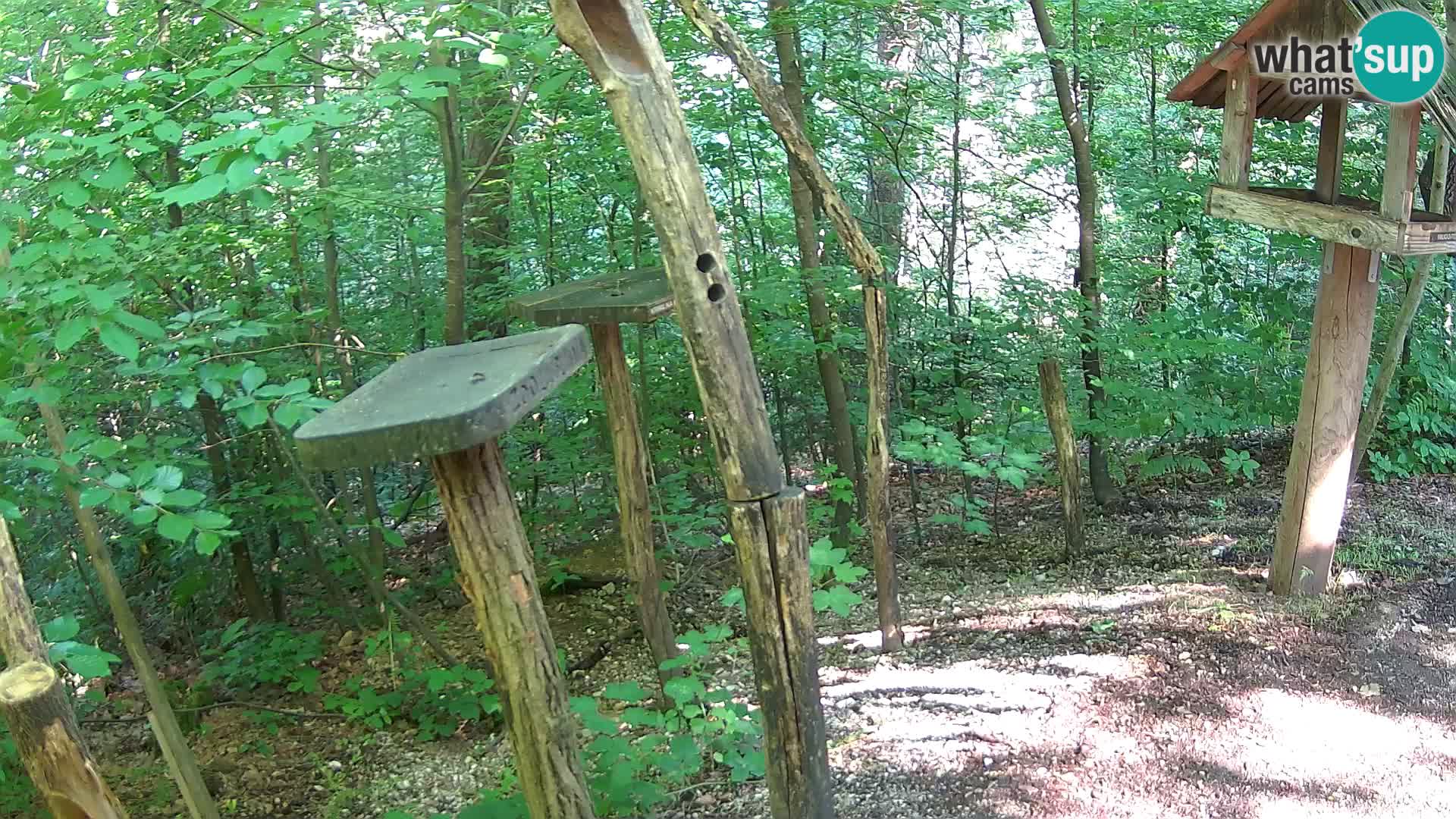 Hranilice za ptice u ZOO web kamera Ljubljana