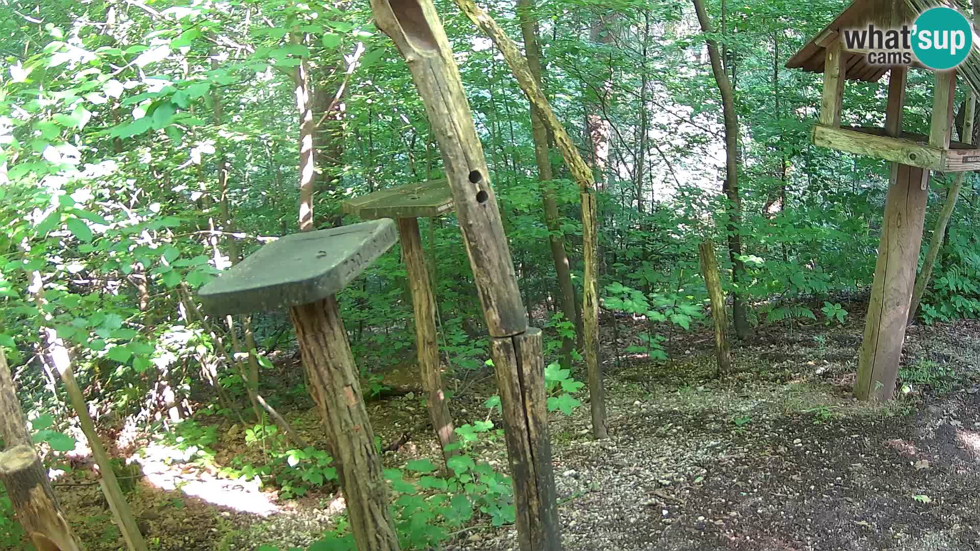 Vogelfutterhäuschen im ZOO webcam Ljubljana