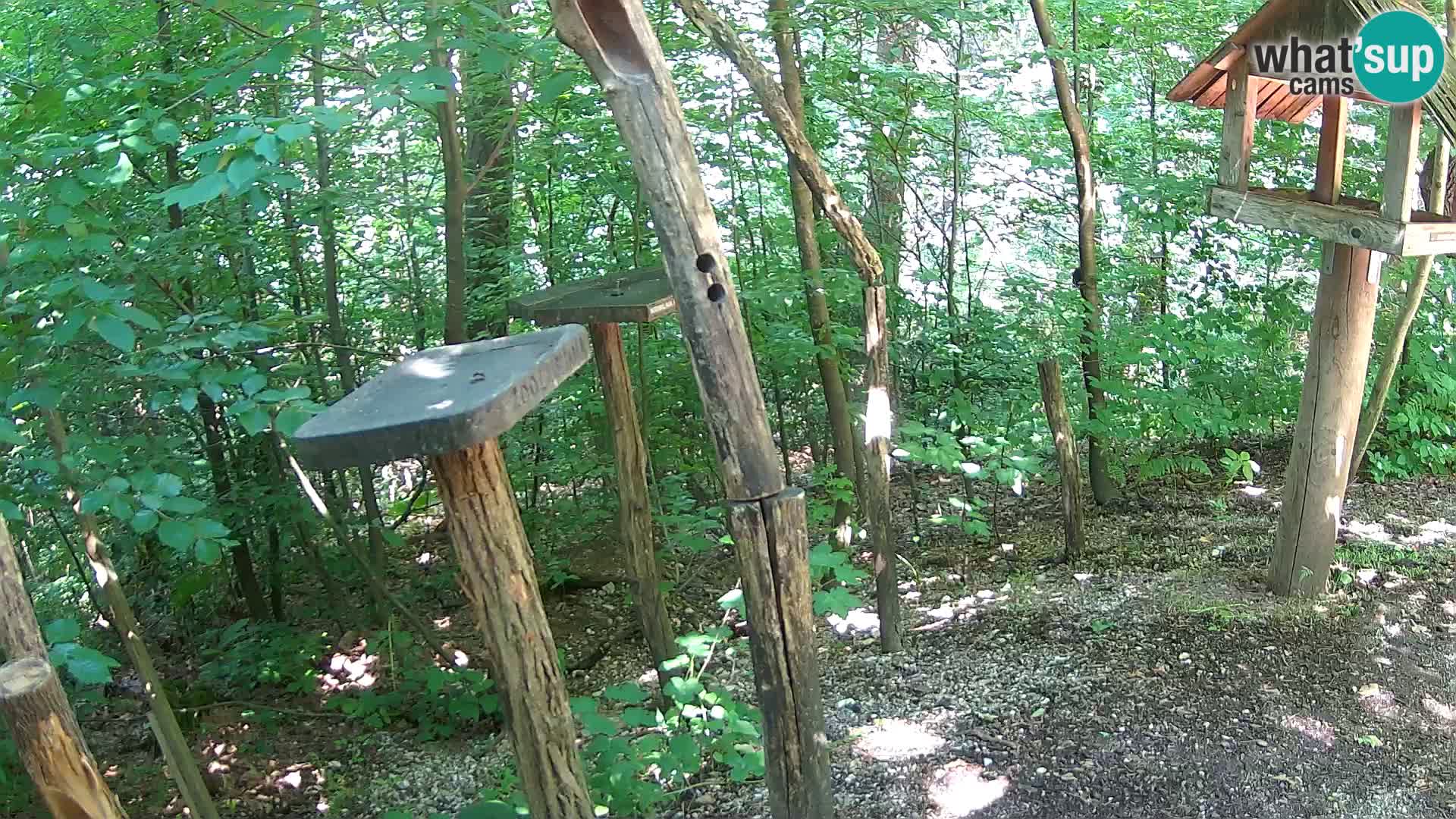 Comederos para pájaros en ZOO Ljubljana camera en vivo