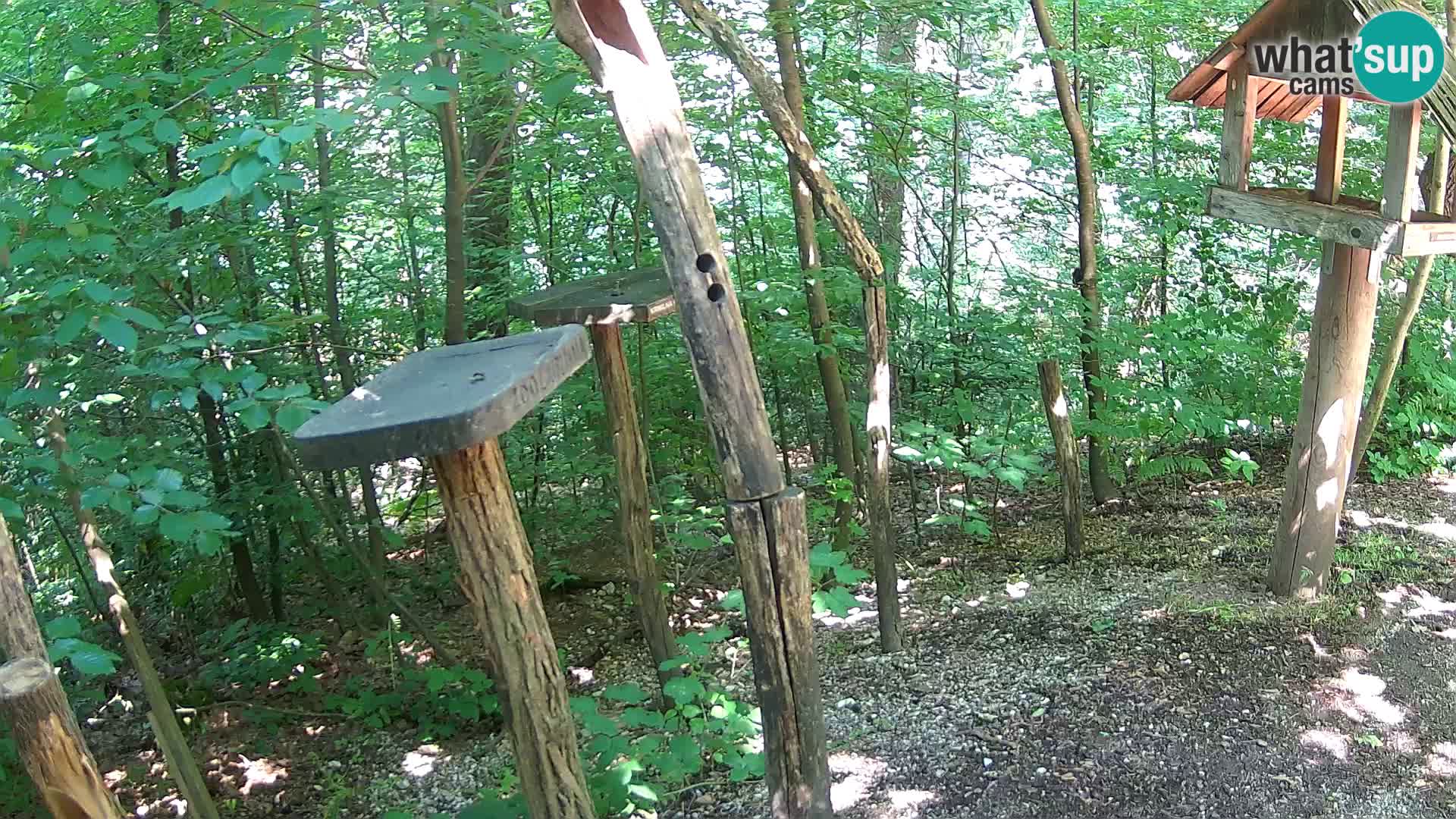 Mangiatoie per uccelli allo ZOO di Lubiana livecam