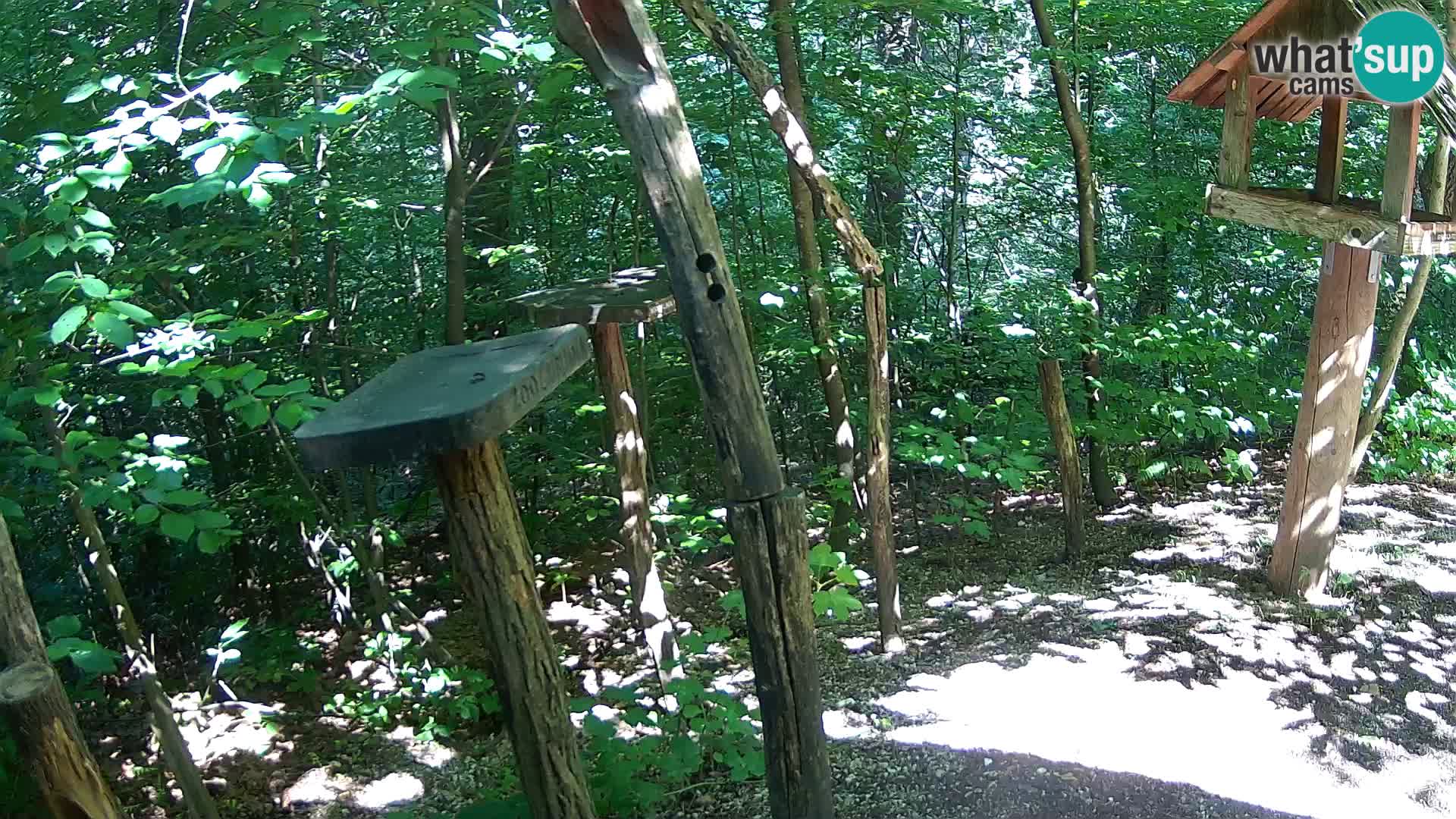 Vogelfutterhäuschen im ZOO webcam Ljubljana