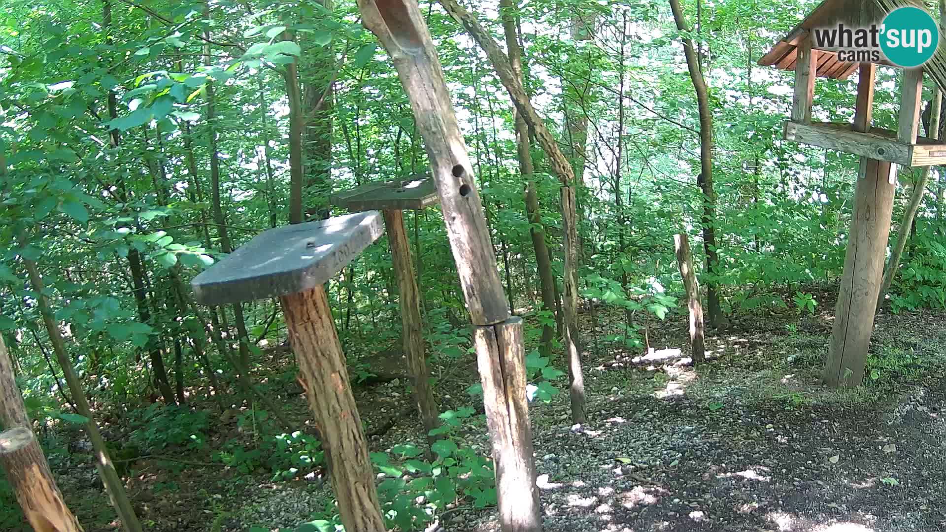 Mangeoires pour oiseaux au ZOO live webcam Ljubljana