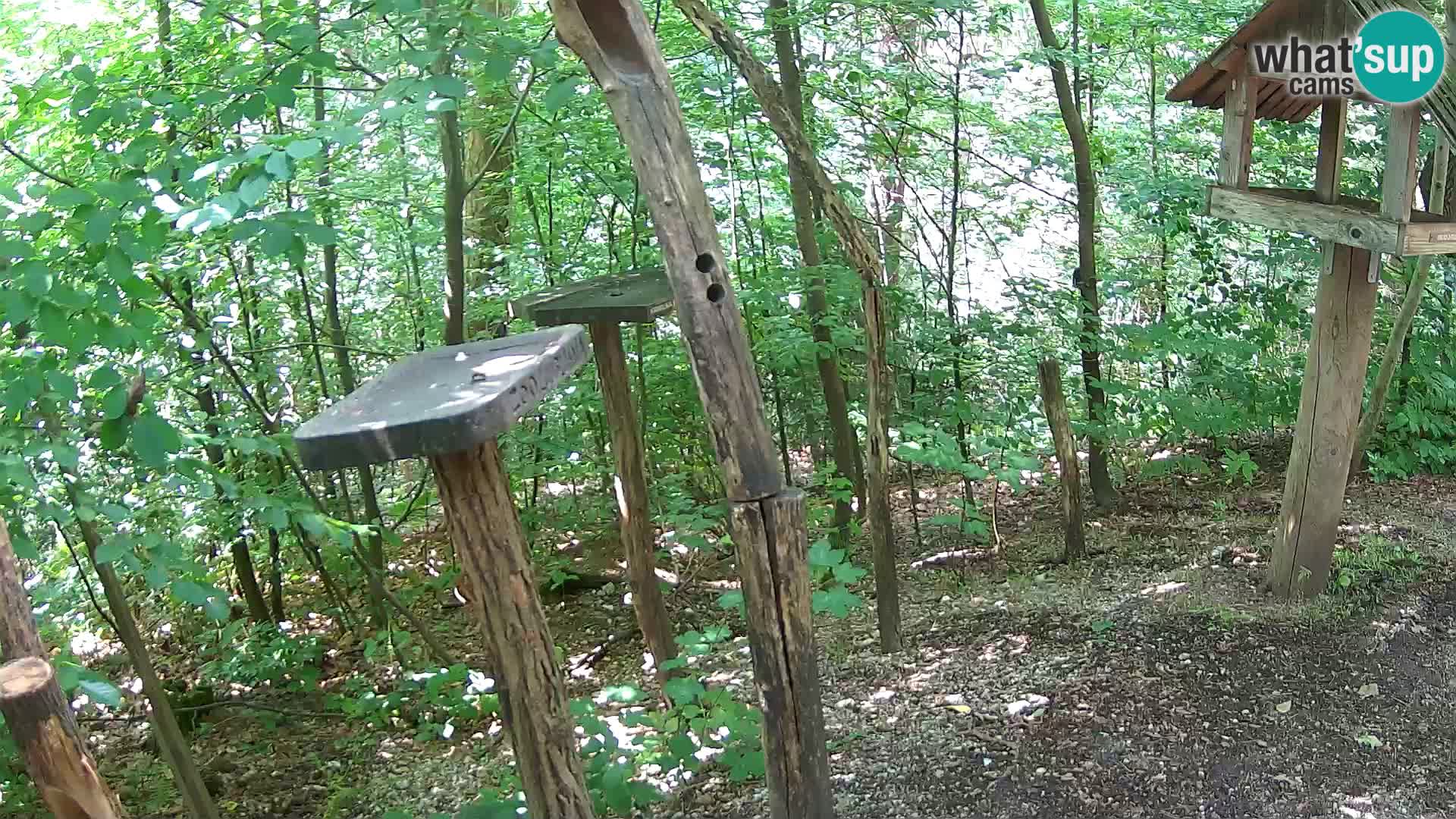 Hranilice za ptice u ZOO web kamera Ljubljana