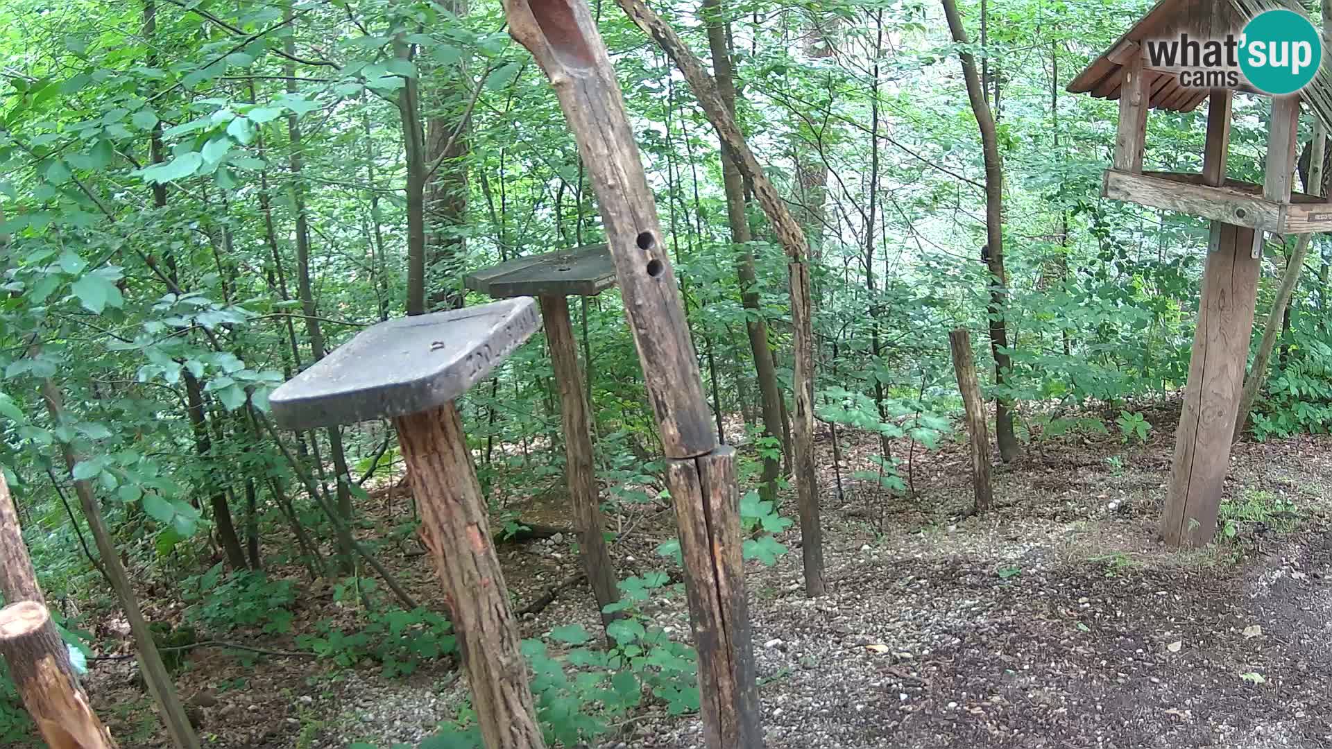 Vogelfutterhäuschen im ZOO webcam Ljubljana