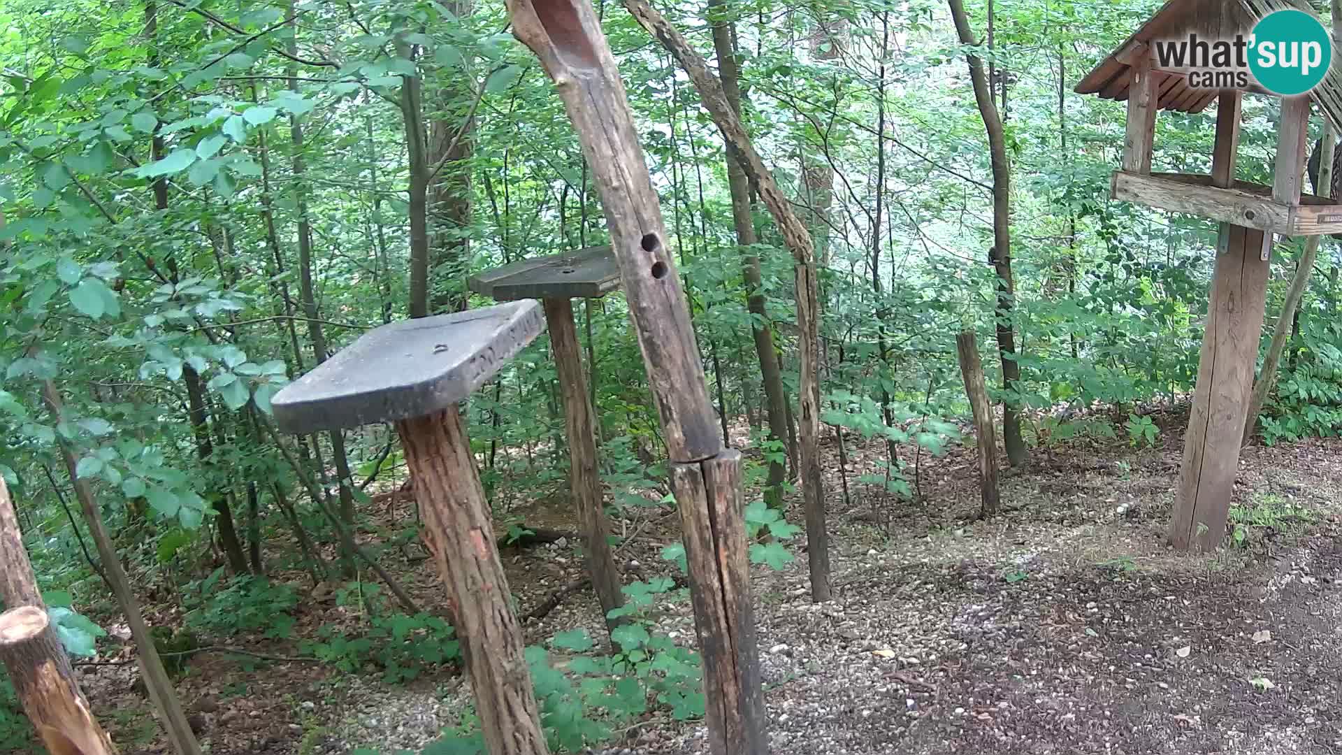 Krmilnice za ptiče v ZOO Ljubljana spletna kamera