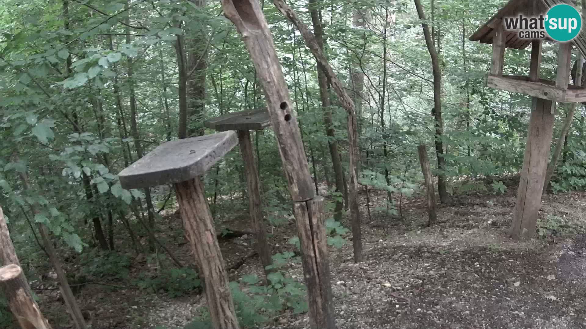 Vogelfutterhäuschen im ZOO webcam Ljubljana
