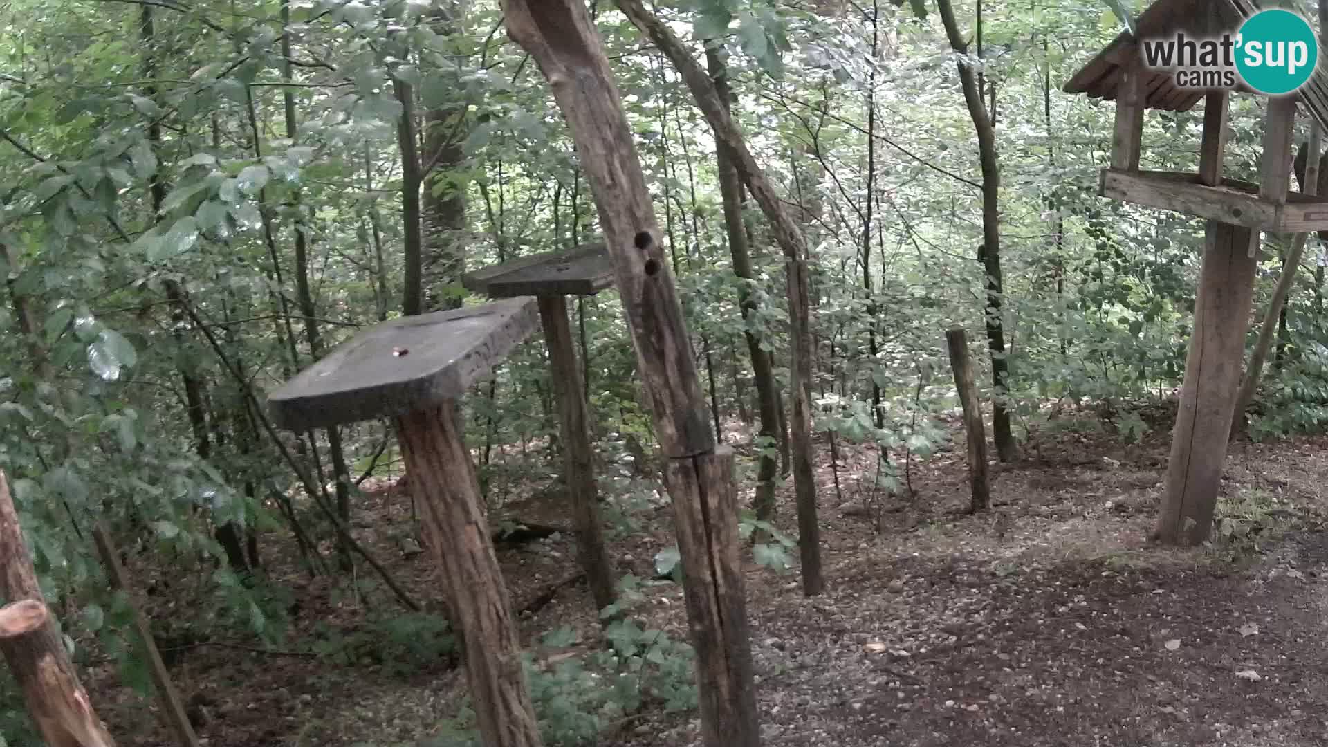 Vogelfutterhäuschen im ZOO webcam Ljubljana