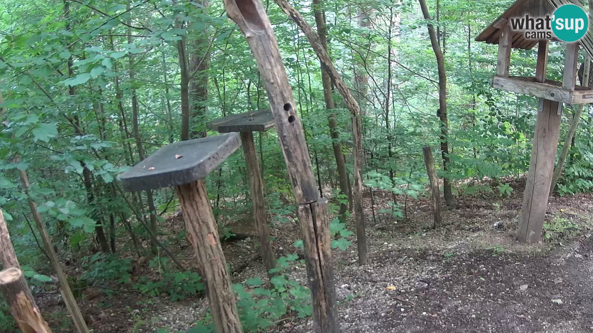 Mangiatoie per uccelli allo ZOO di Lubiana livecam
