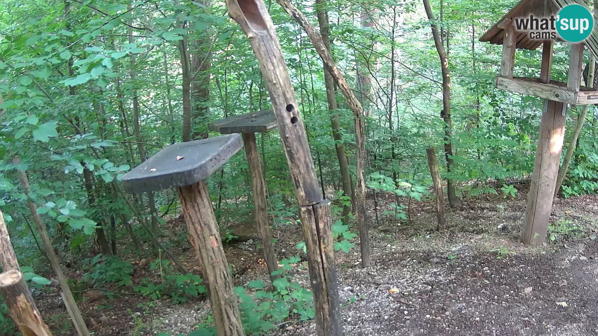 Mangeoires pour oiseaux au ZOO live webcam Ljubljana