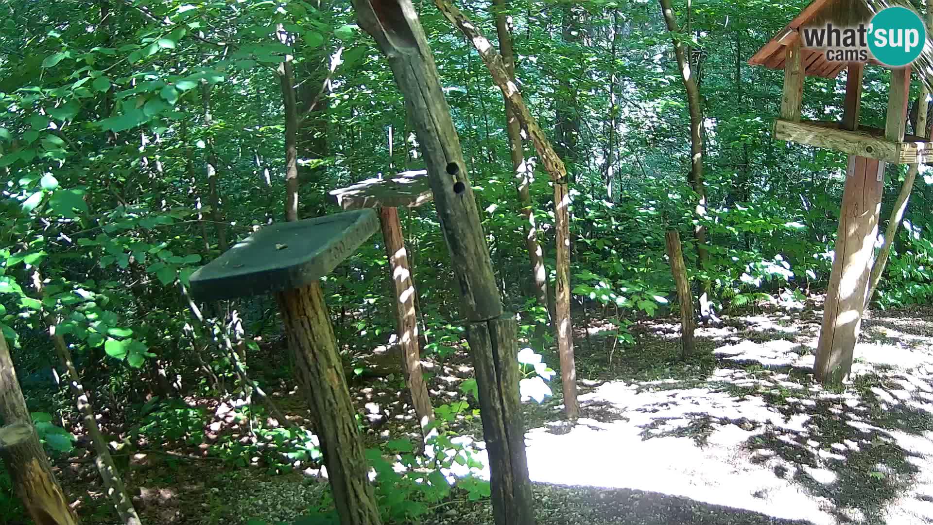 Comederos para pájaros en ZOO Ljubljana camera en vivo