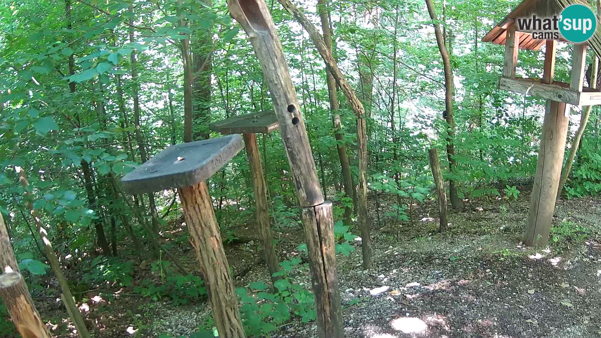 Comederos para pájaros en ZOO Ljubljana camera en vivo
