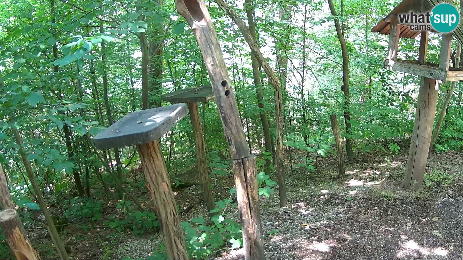 Krmilnice za ptiče v ZOO Ljubljana spletna kamera