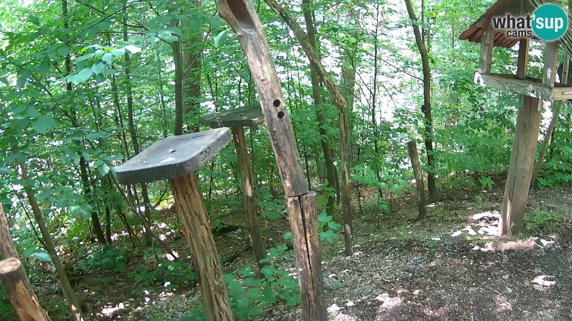 Comederos para pájaros en ZOO Ljubljana camera en vivo
