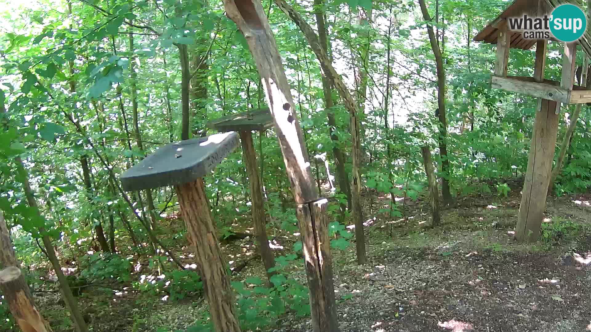 Krmilnice za ptiče v ZOO Ljubljana spletna kamera