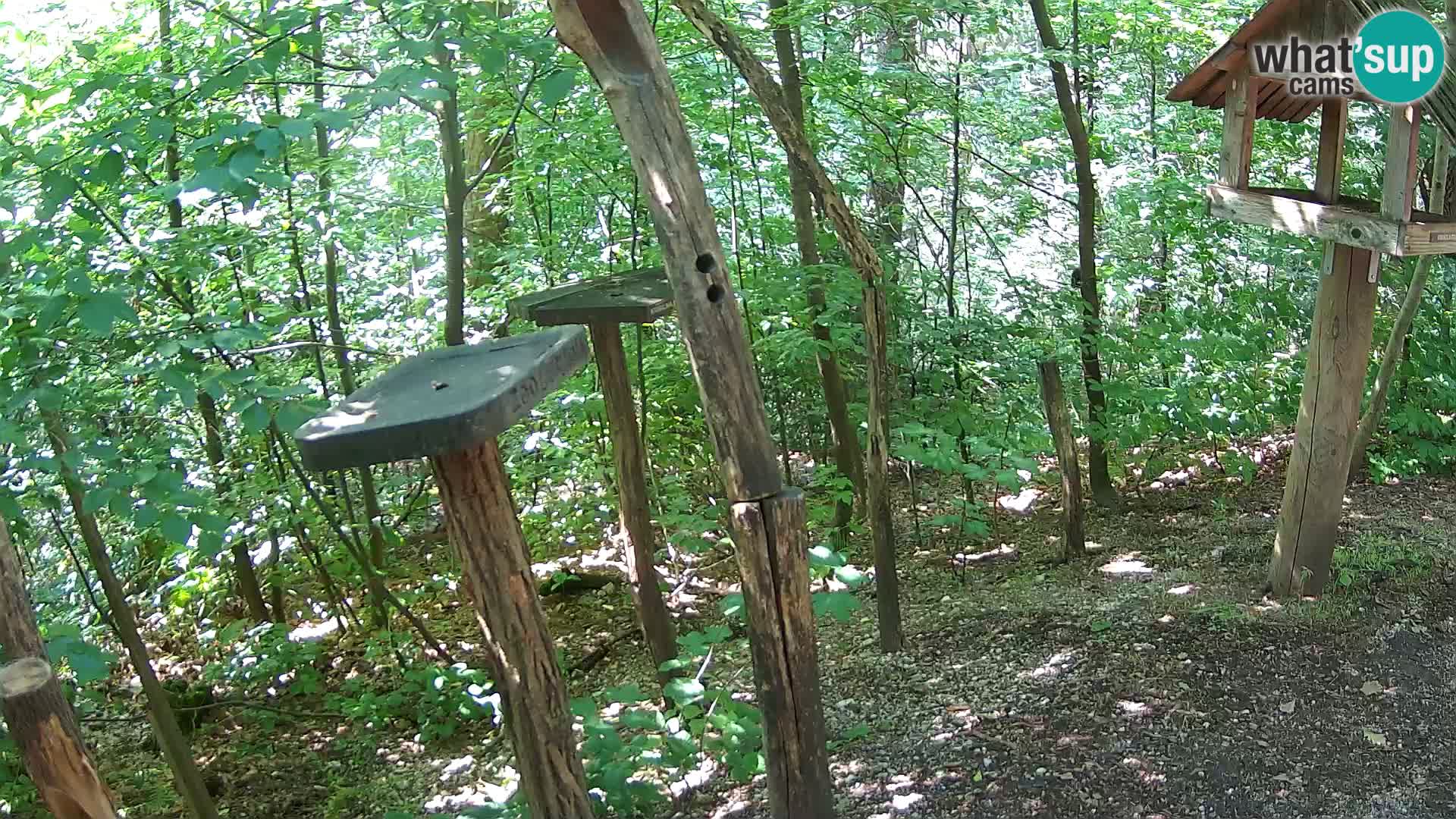 Comederos para pájaros en ZOO Ljubljana camera en vivo