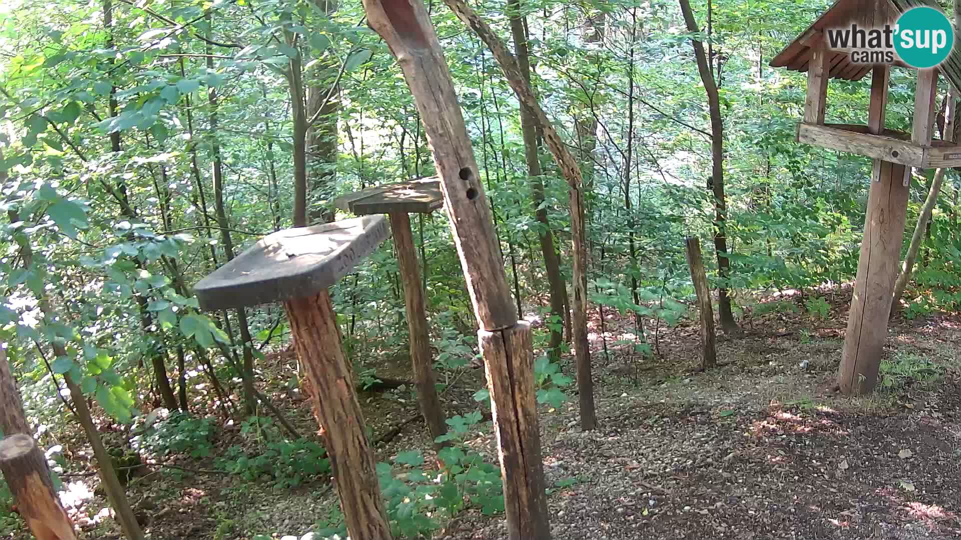 Mangeoires pour oiseaux au ZOO live webcam Ljubljana