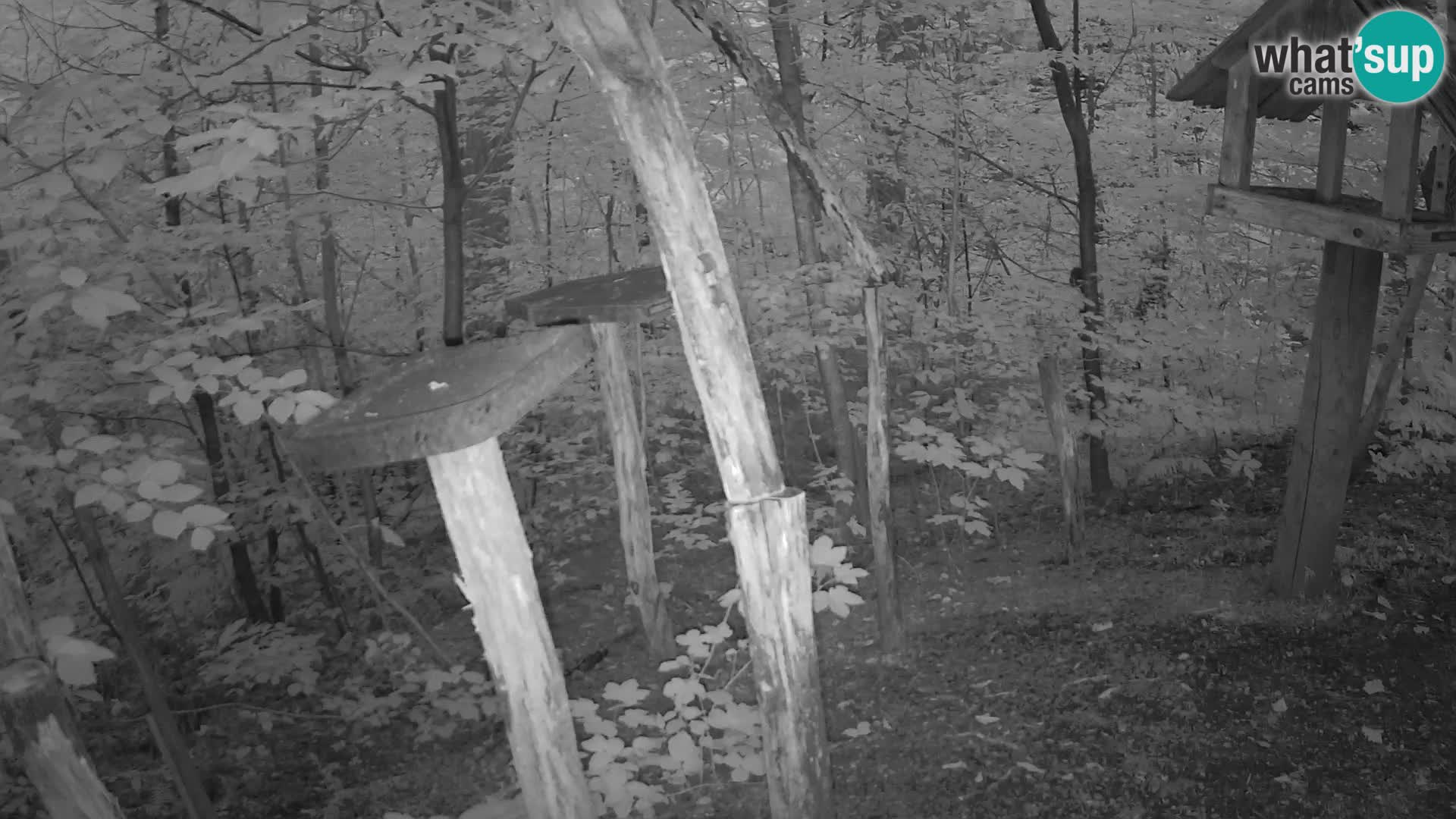 Mangiatoie per uccelli allo ZOO di Lubiana livecam