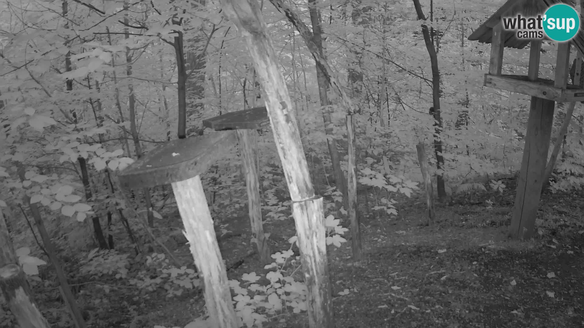 Mangiatoie per uccelli allo ZOO di Lubiana livecam