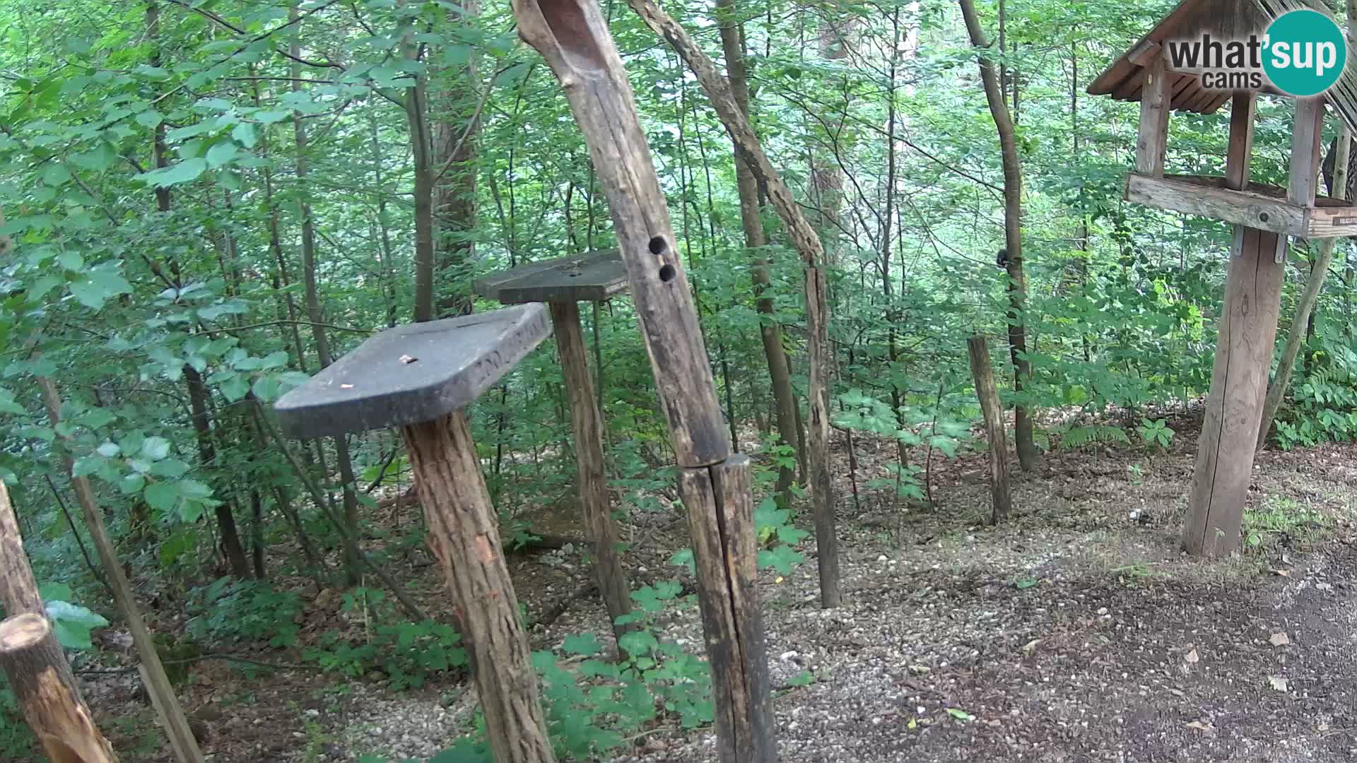 Bird feeders at ZOO Ljubljana webcam