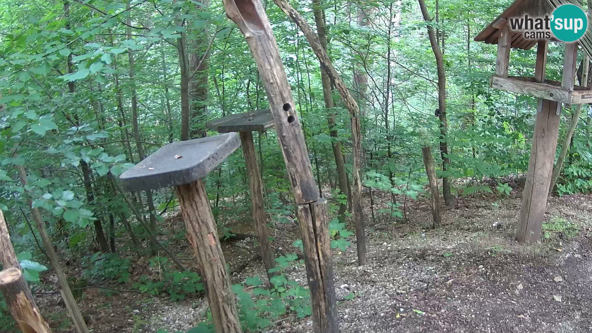 Mangiatoie per uccelli allo ZOO di Lubiana livecam