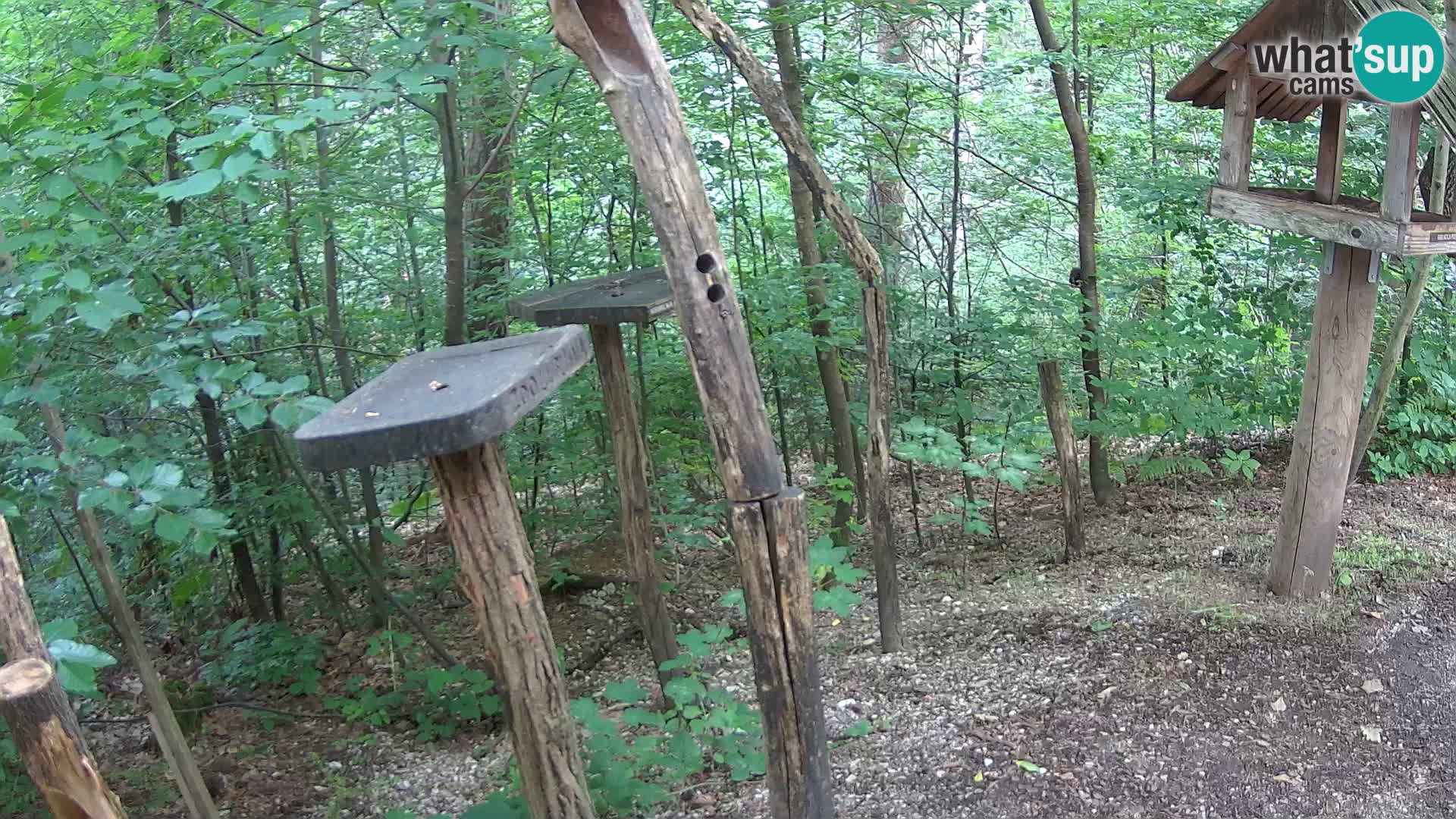 Mangiatoie per uccelli allo ZOO di Lubiana livecam