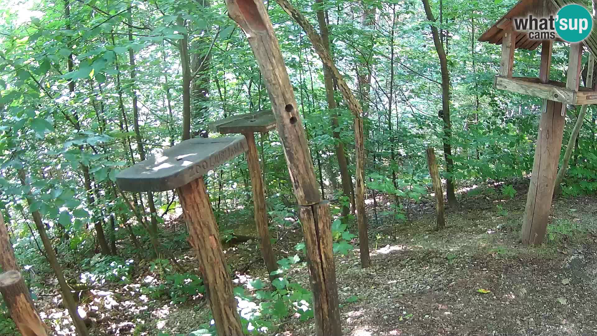 Krmilnice za ptiče v ZOO Ljubljana spletna kamera