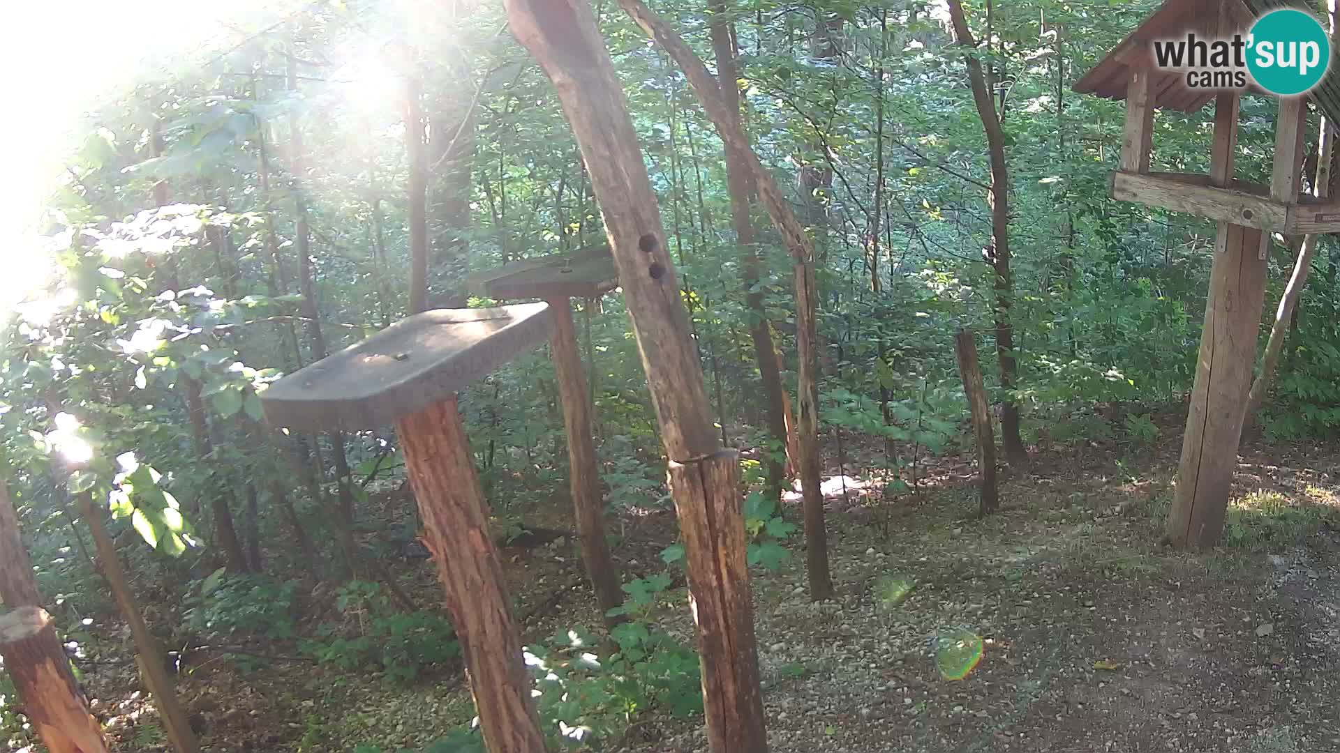 Mangeoires pour oiseaux au ZOO live webcam Ljubljana